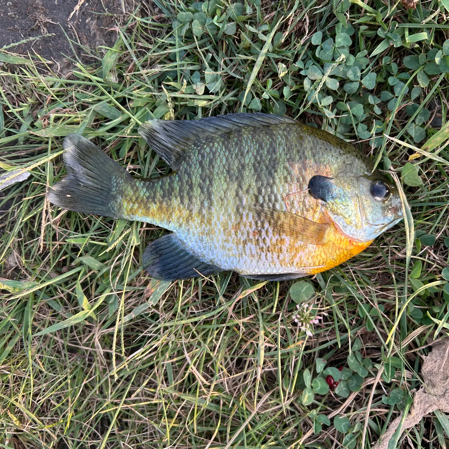 Bluegill caught on Fishbrain