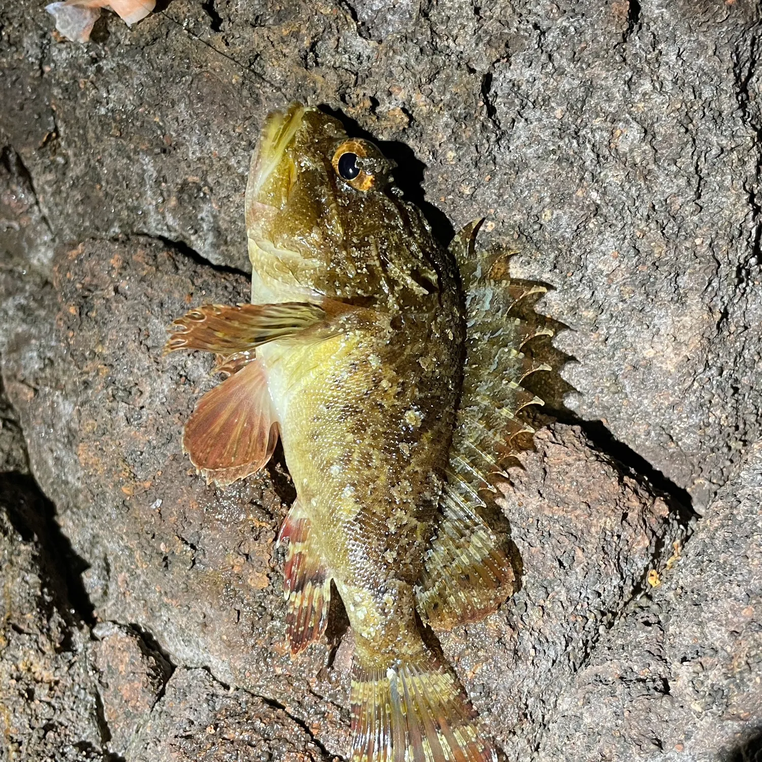 The most recent Black scorpionfish catches on Fishbrain