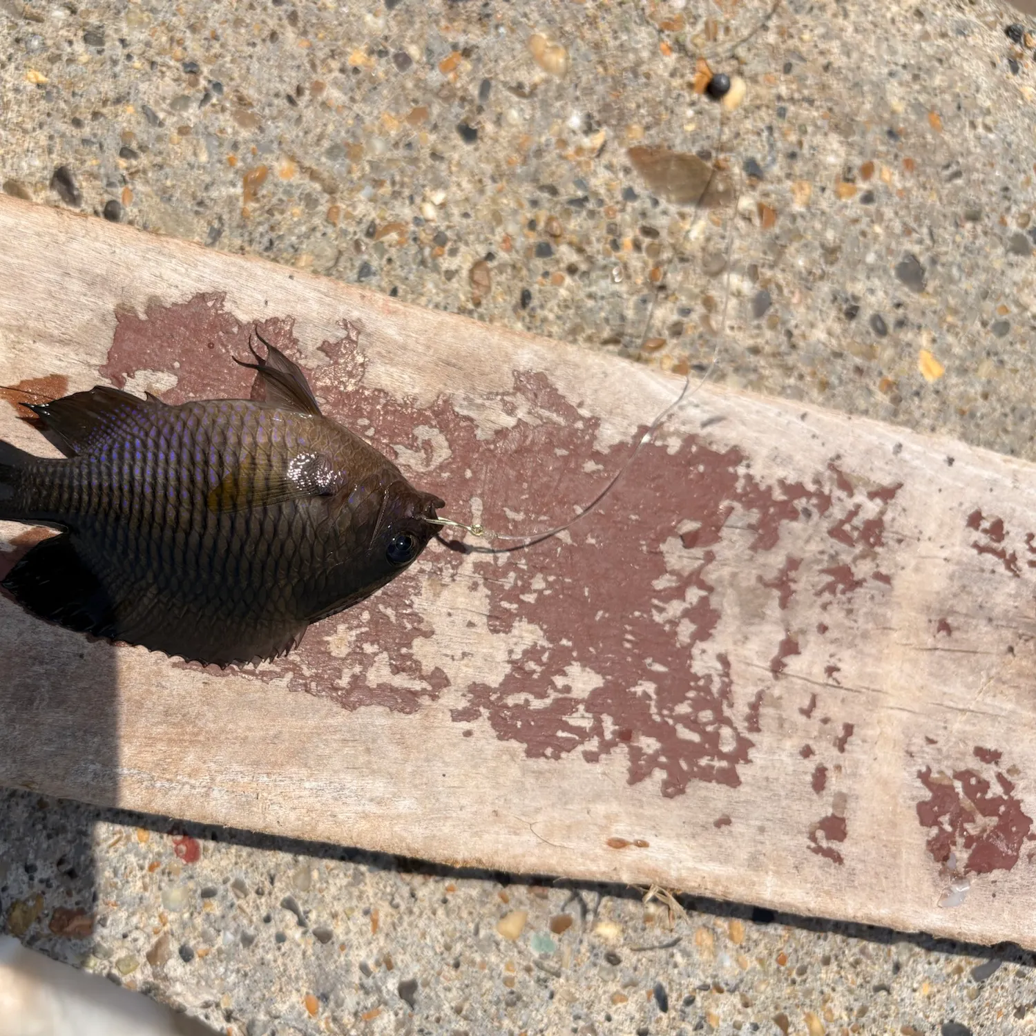 The most recent Dusky damselfish catches on Fishbrain