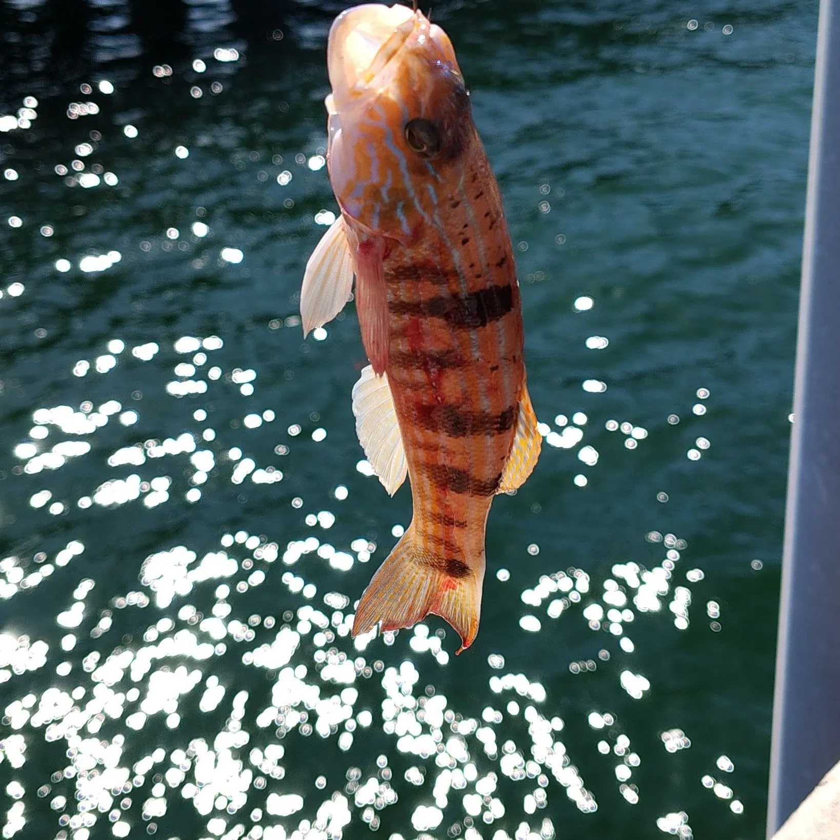 The most recent Brown comber catches on Fishbrain