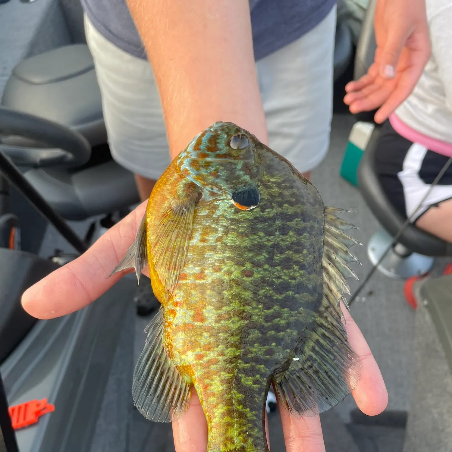 Pumpkinseed caught on Fishbrain