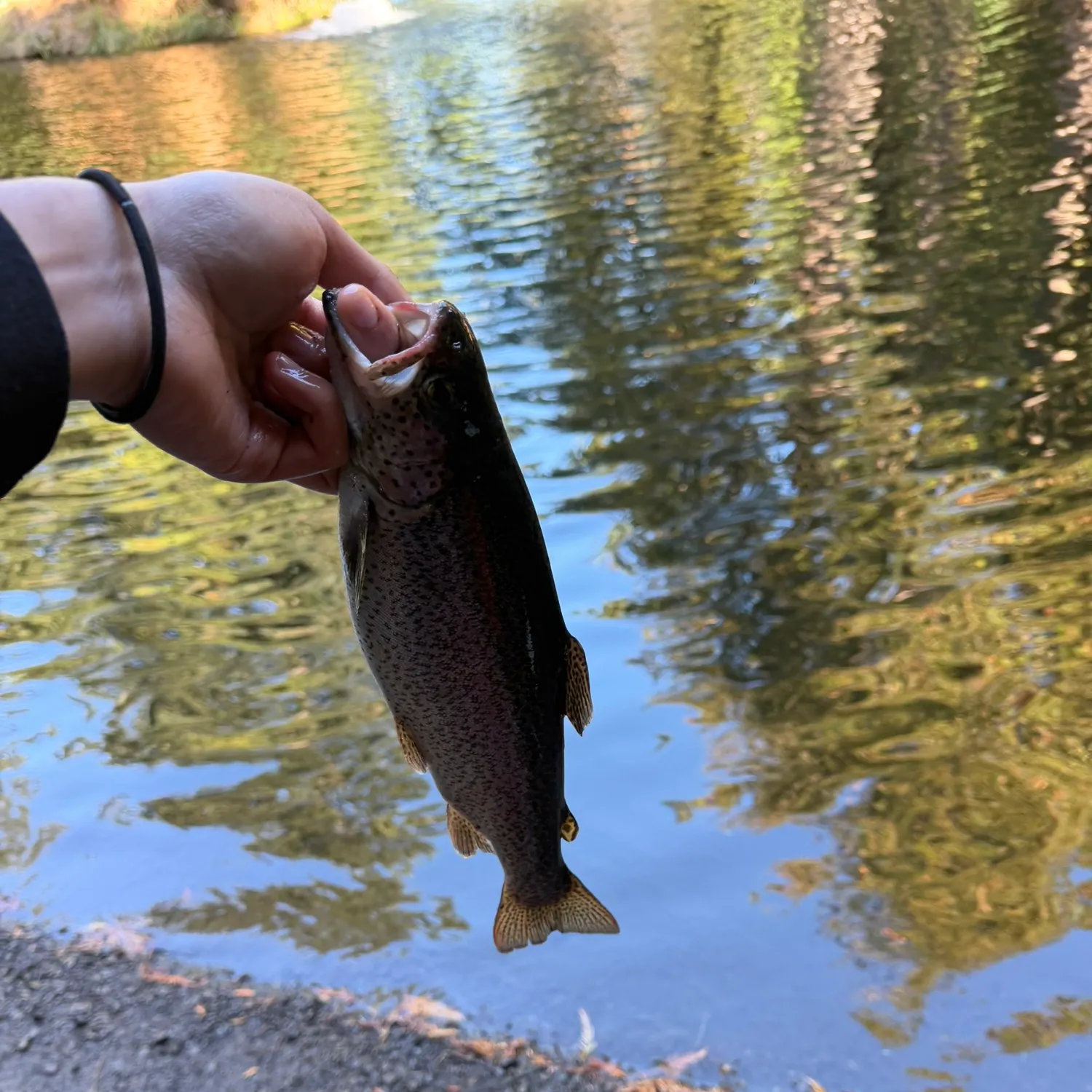 Rainbow trout caught on Fishbrain
