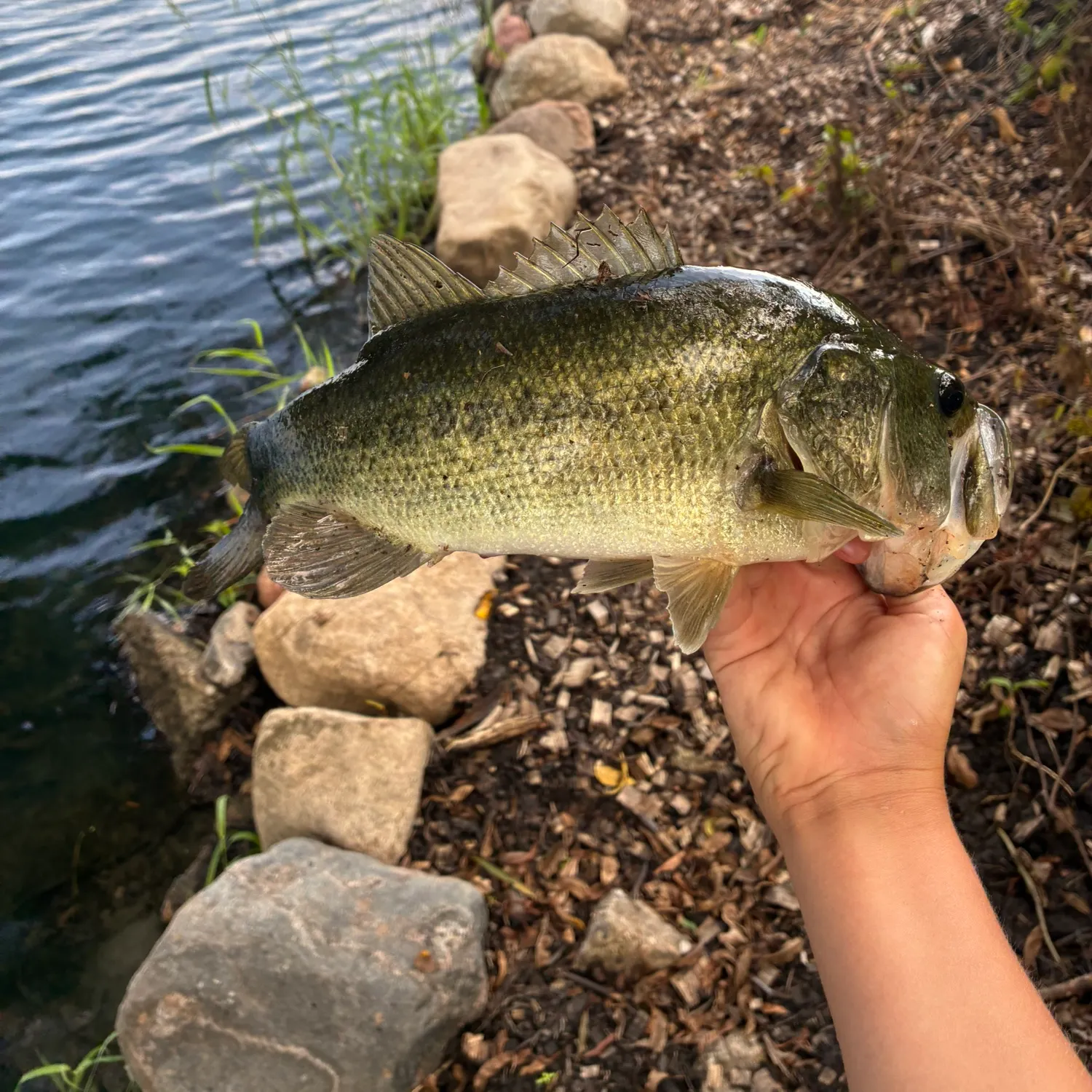 Largemouth bass caught on Fishbrain