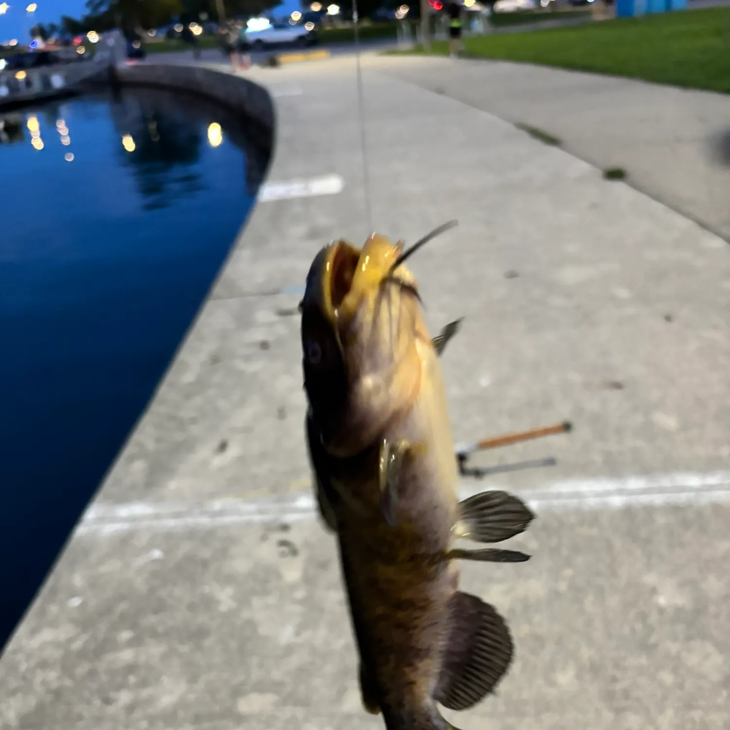 Yellow bullhead caught on Fishbrain