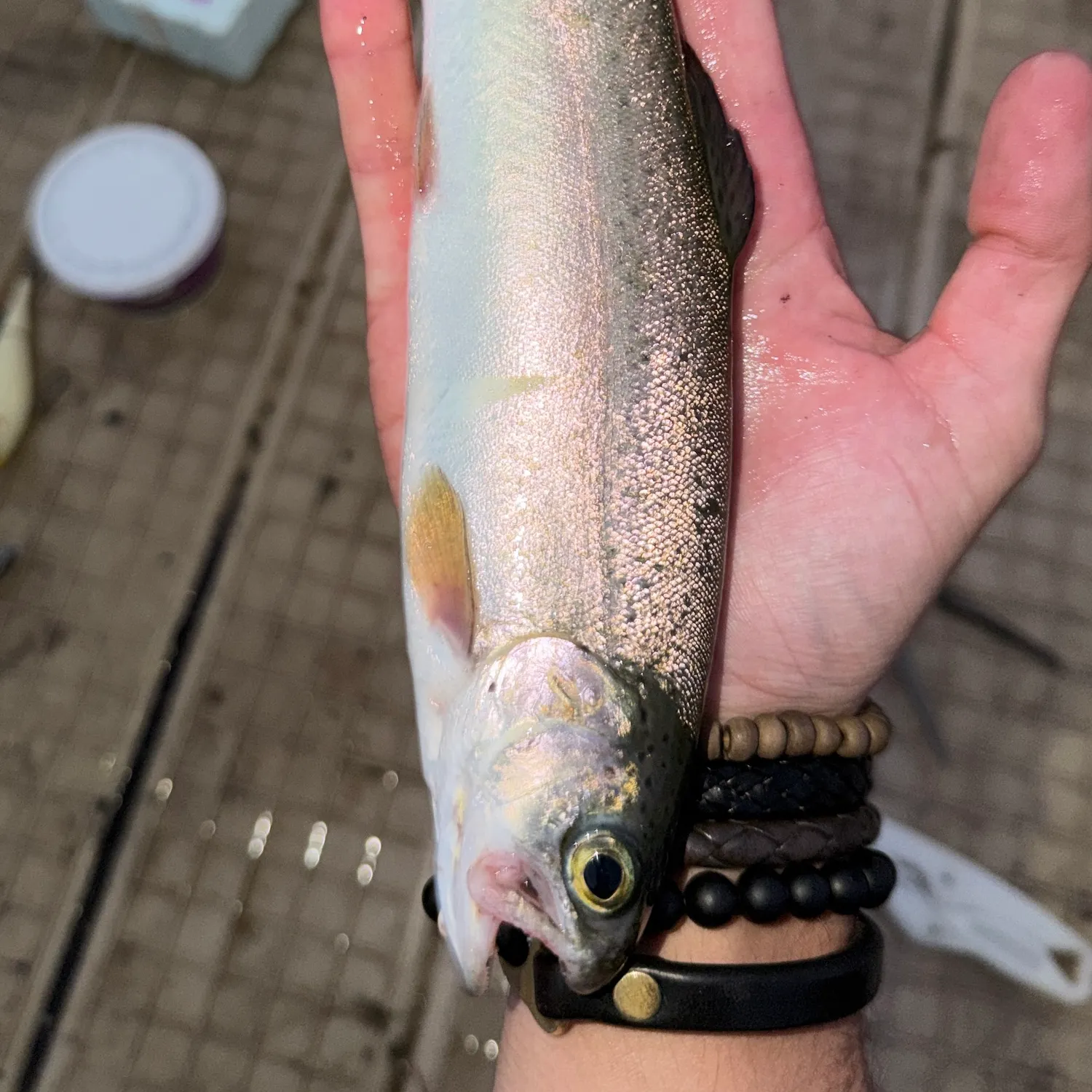 Rainbow trout caught on Fishbrain