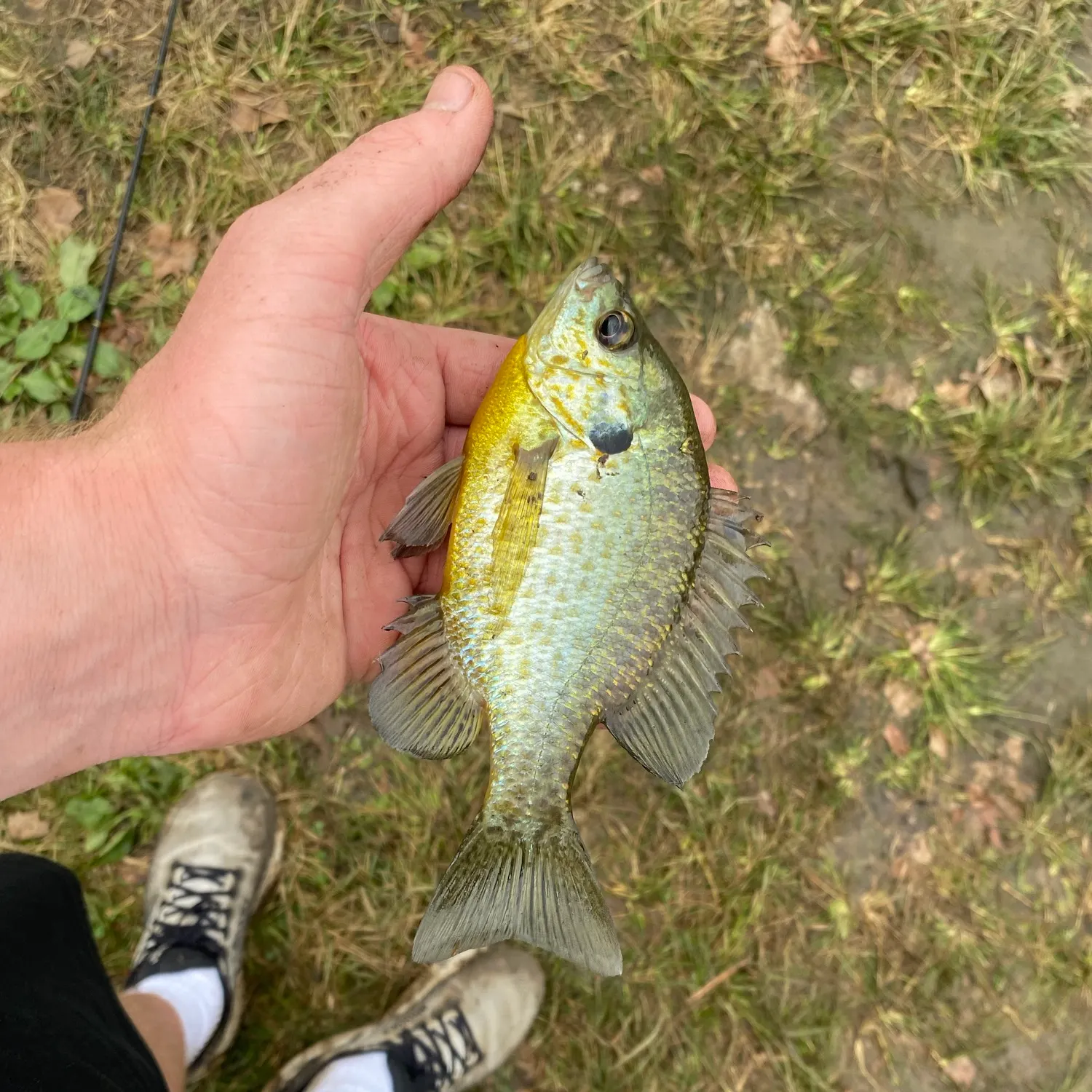 Redear sunfish caught on Fishbrain