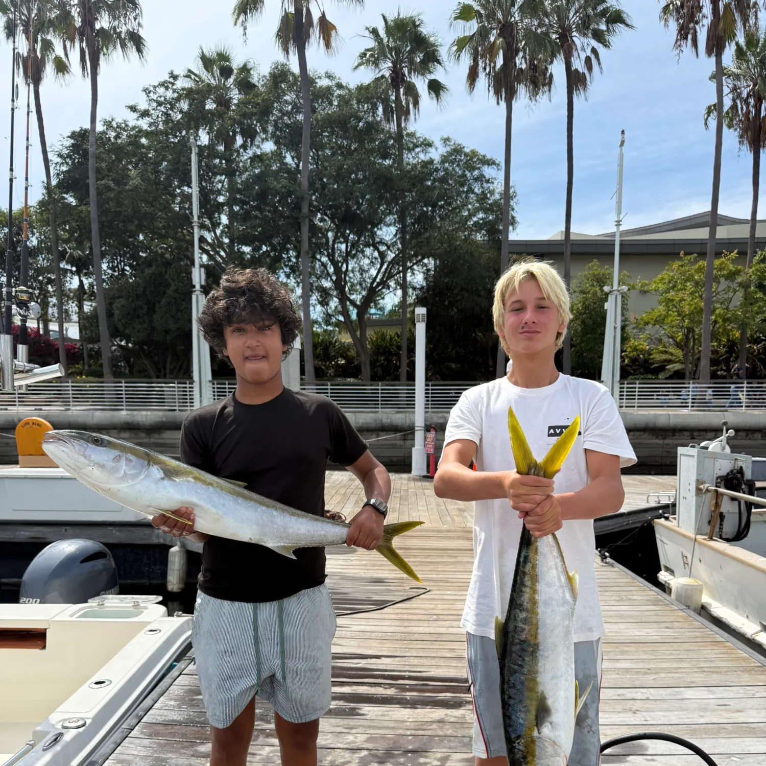 California yellowtail amberjack caught on Fishbrain