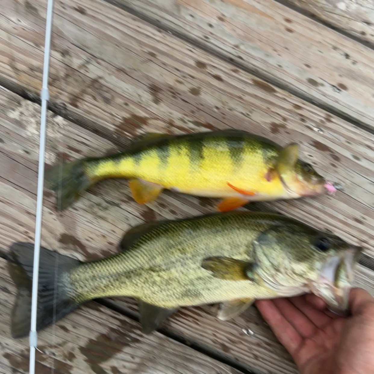 Yellow perch caught on Fishbrain