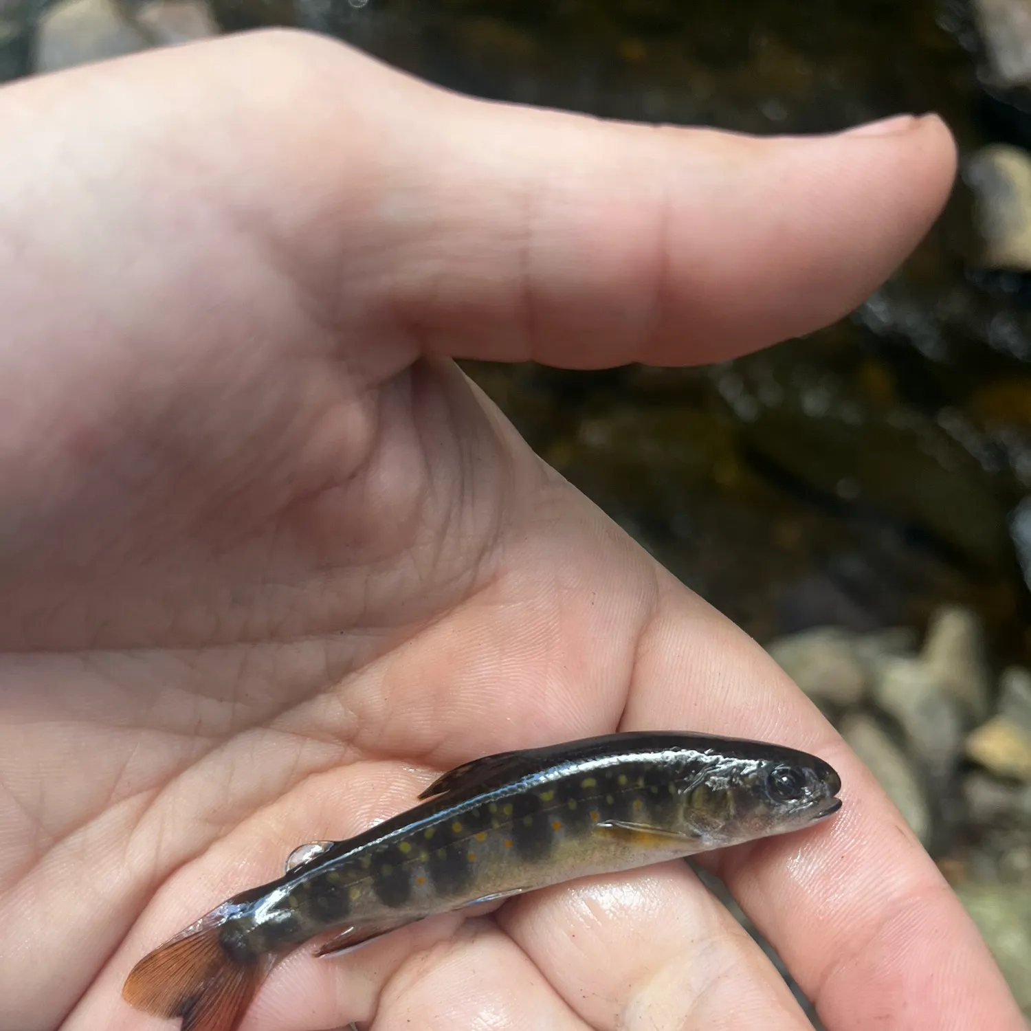 The most recent Brook trout catches on Fishbrain
