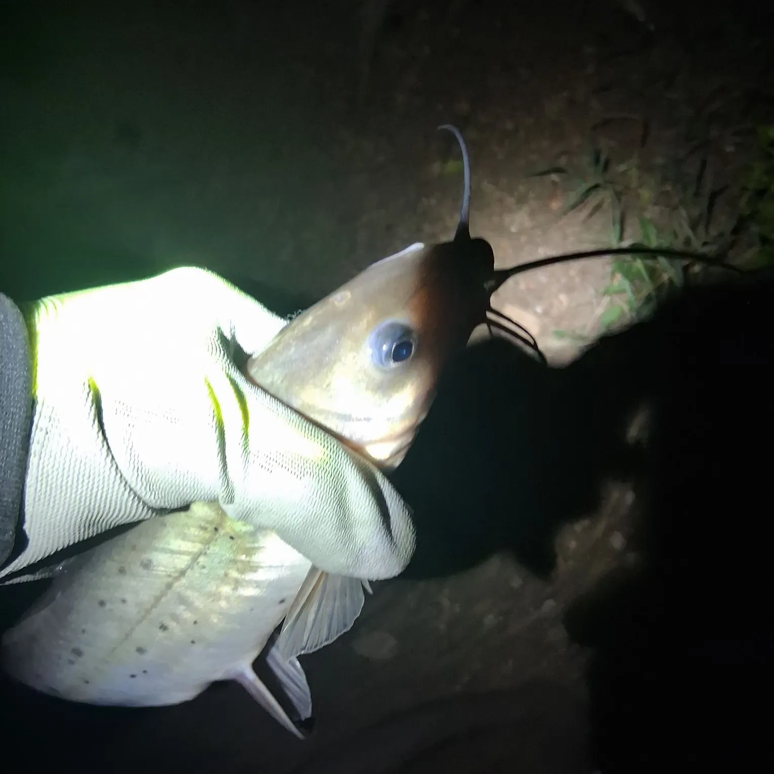 Channel catfish caught on Fishbrain