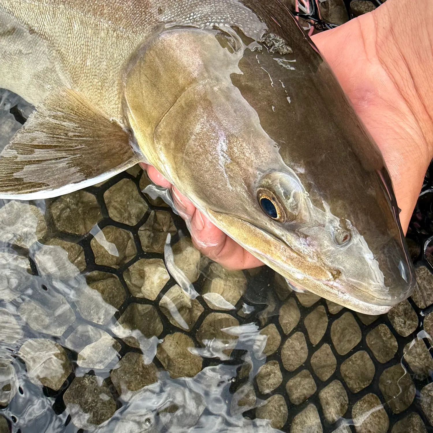 The most recent Bull trout catches on Fishbrain
