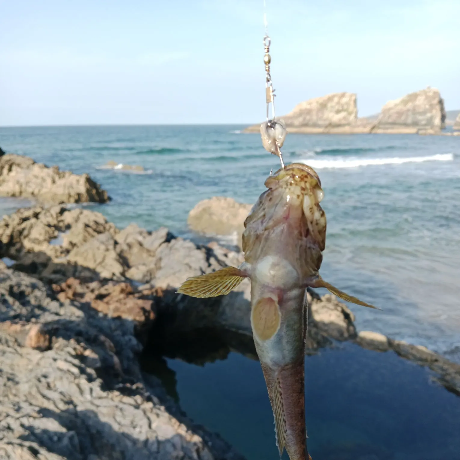 The most recent Giant goby catches on Fishbrain