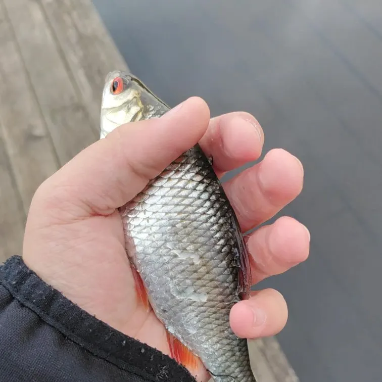 Common rudd caught on Fishbrain