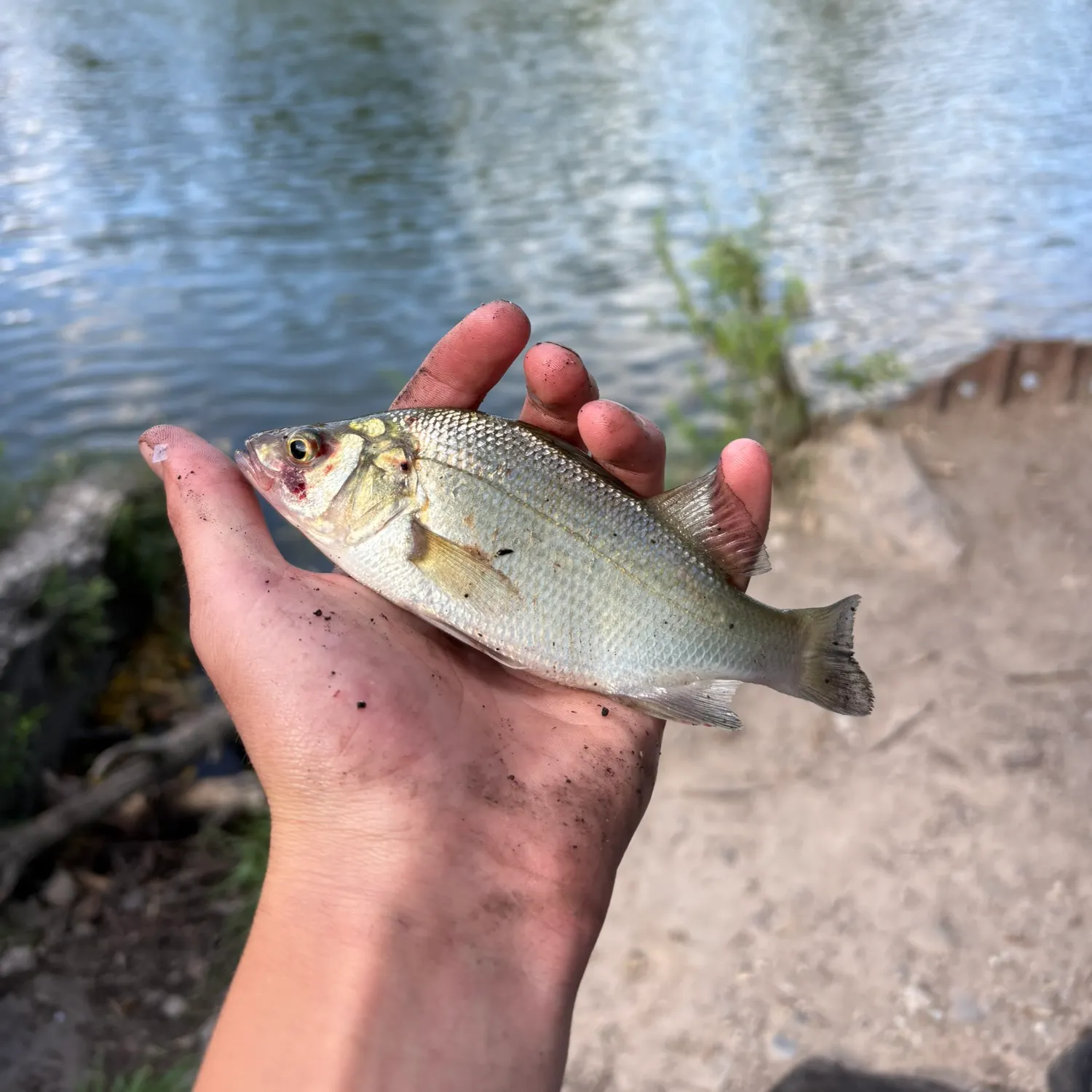 White perch caught on Fishbrain