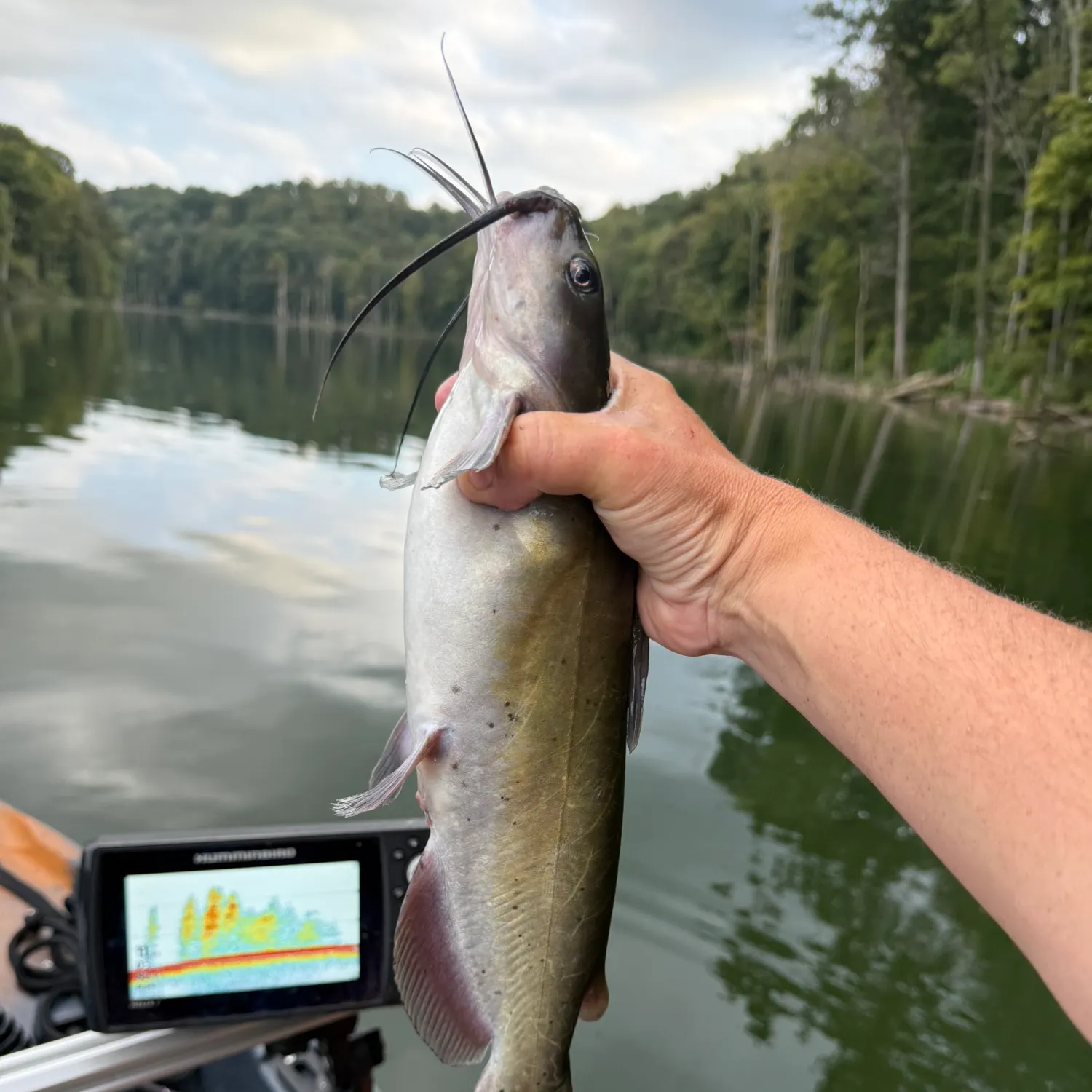 Channel catfish caught on Fishbrain