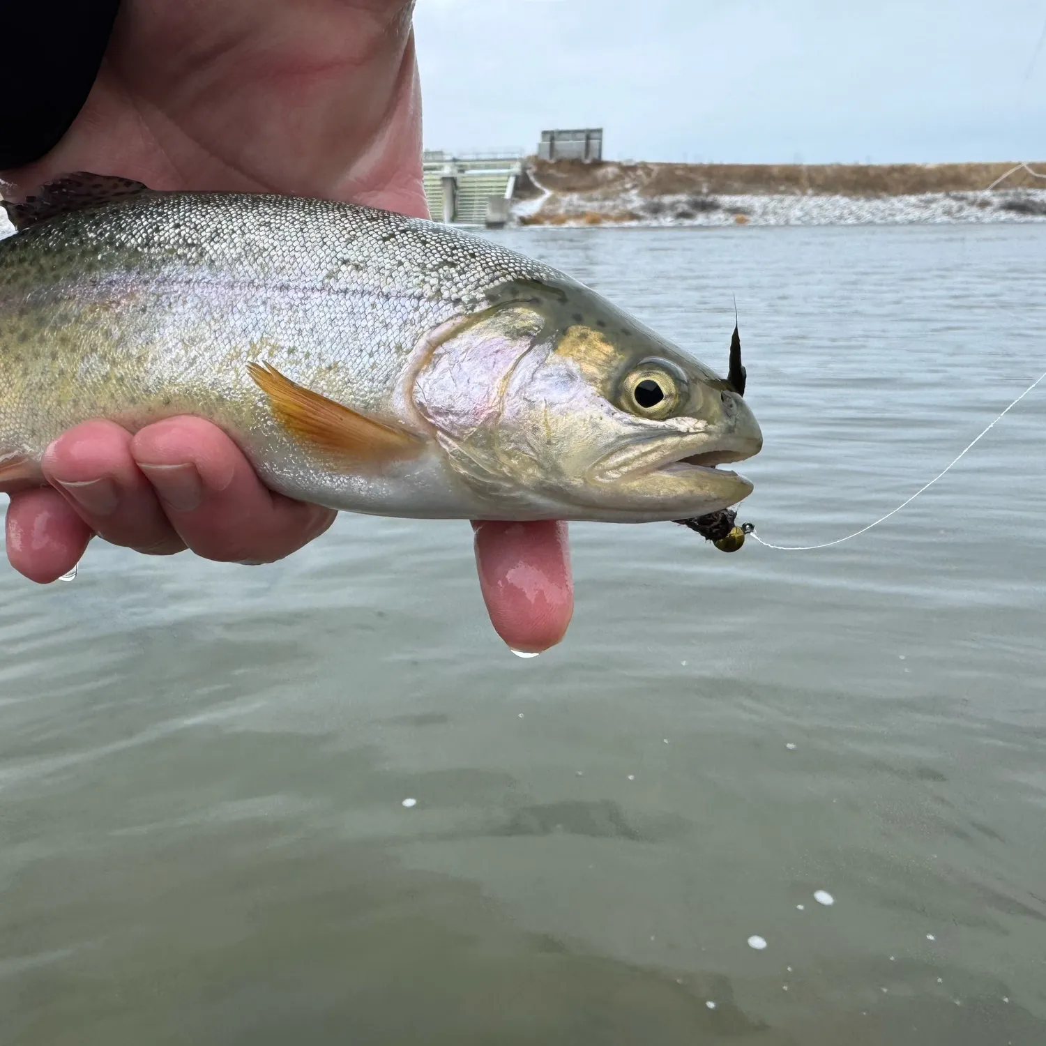 The most recent Cutbow catches on Fishbrain