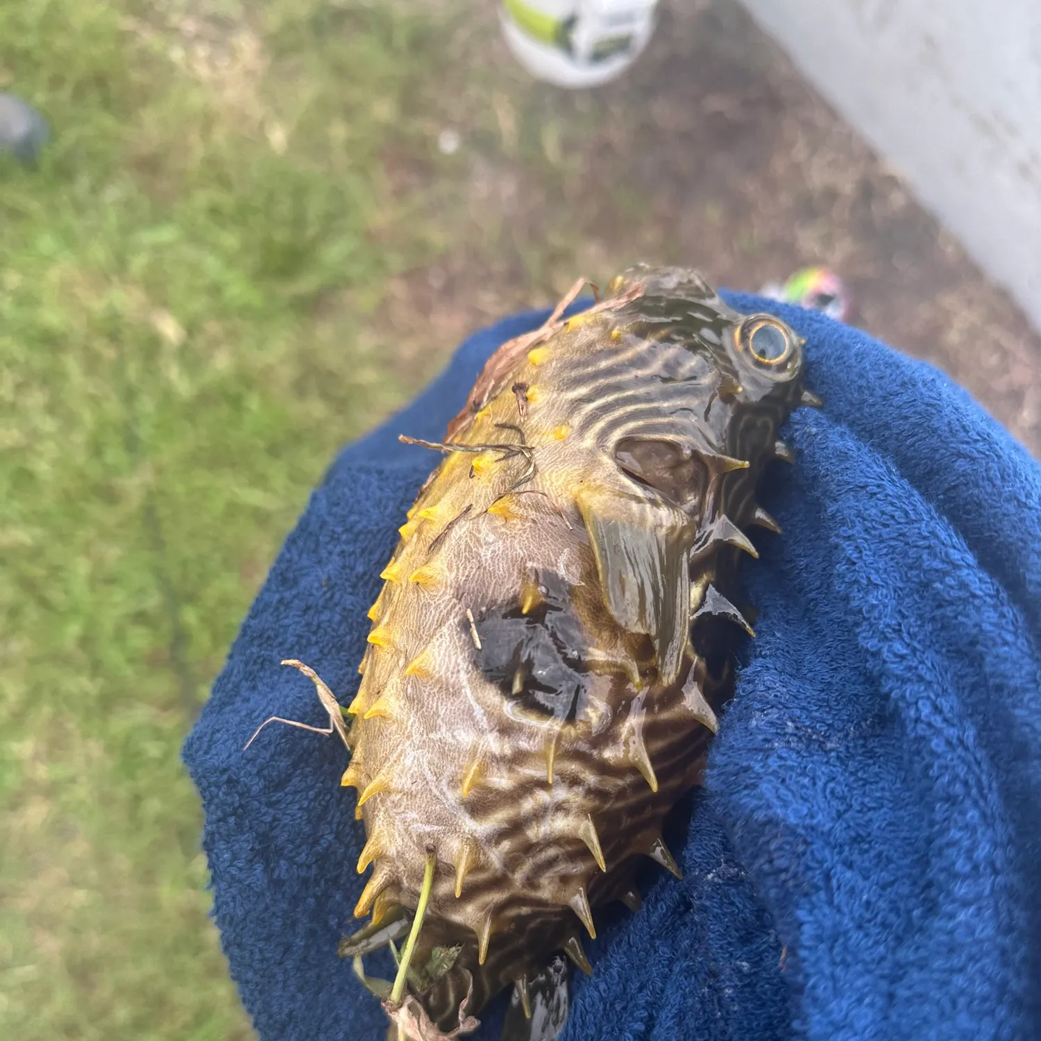The most recent Striped burrfish catches on Fishbrain