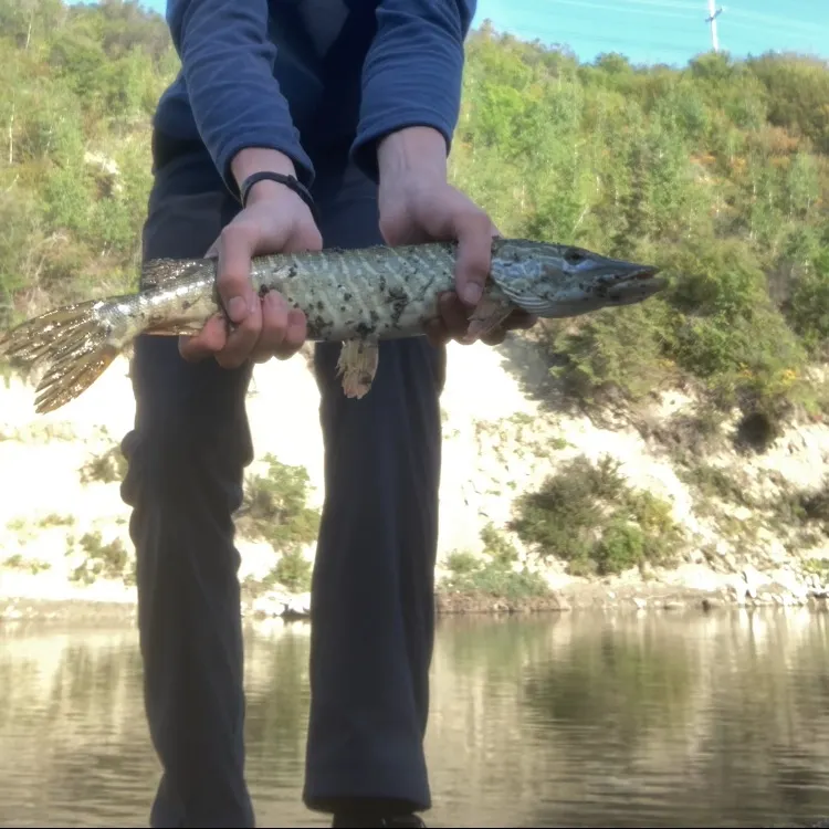 Northern pike caught on Fishbrain