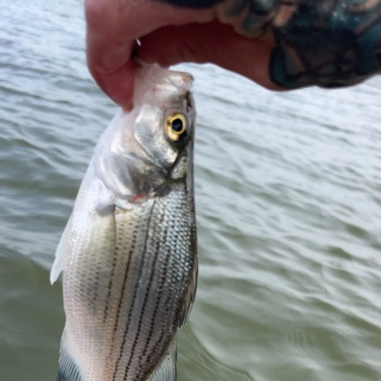 White bass caught on Fishbrain