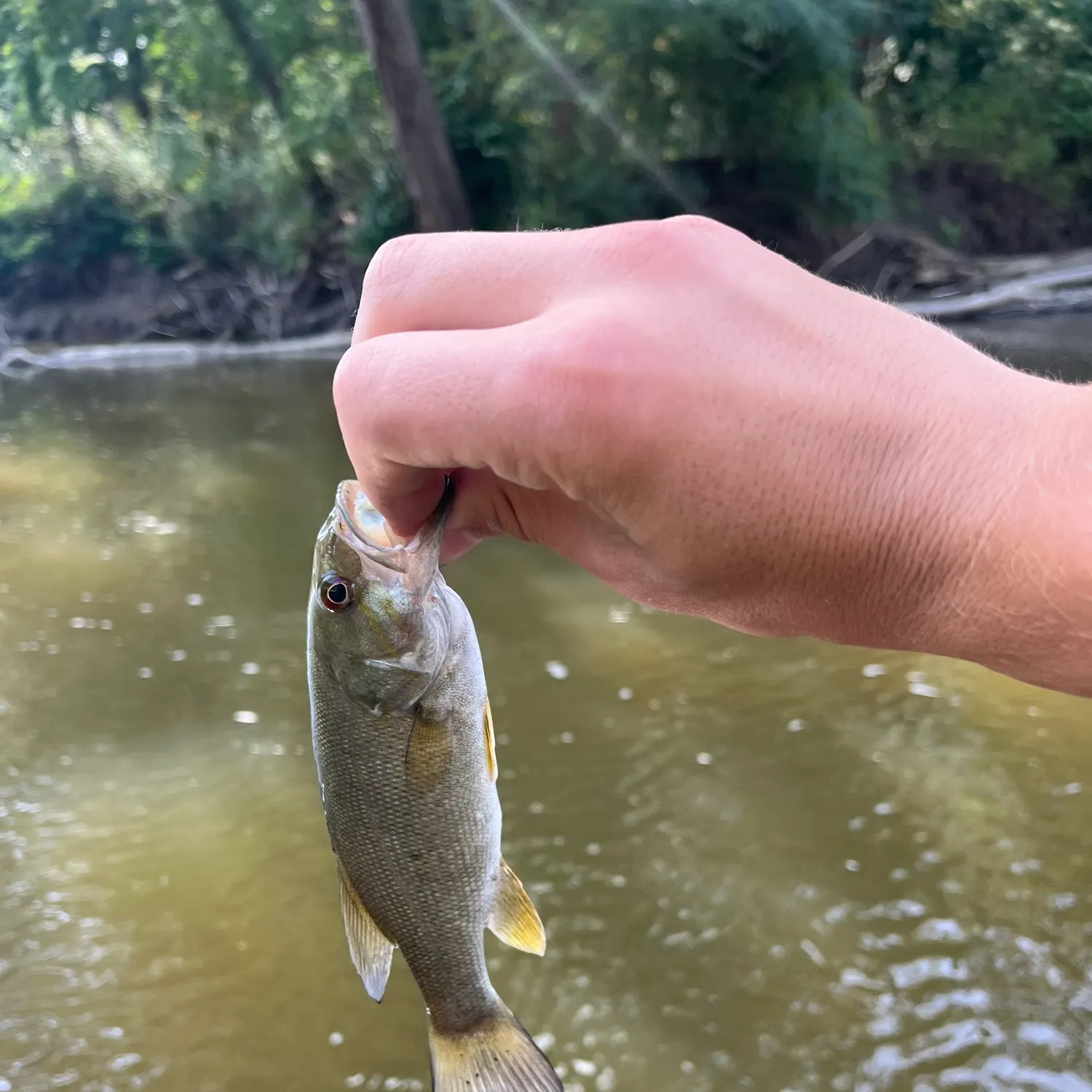 Smallmouth bass caught on Fishbrain
