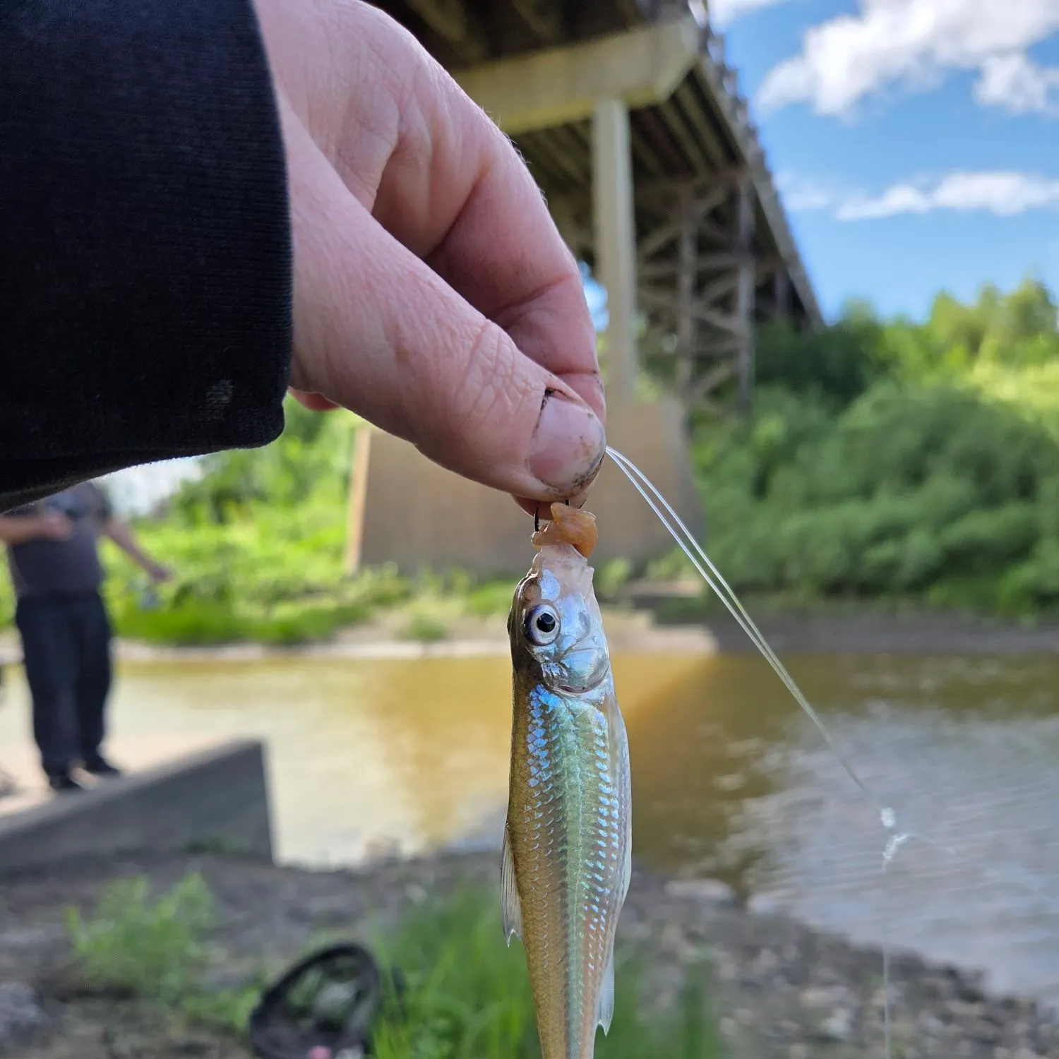The most recent Silver chub catches on Fishbrain