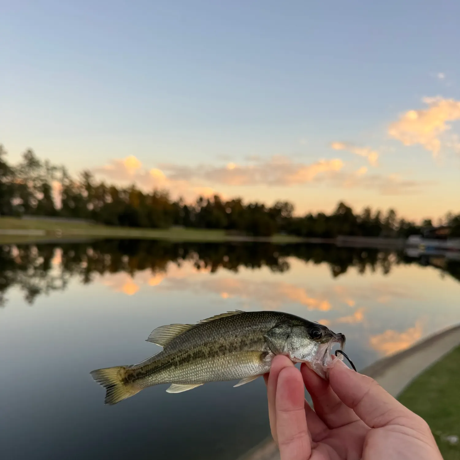 Largemouth bass caught on Fishbrain