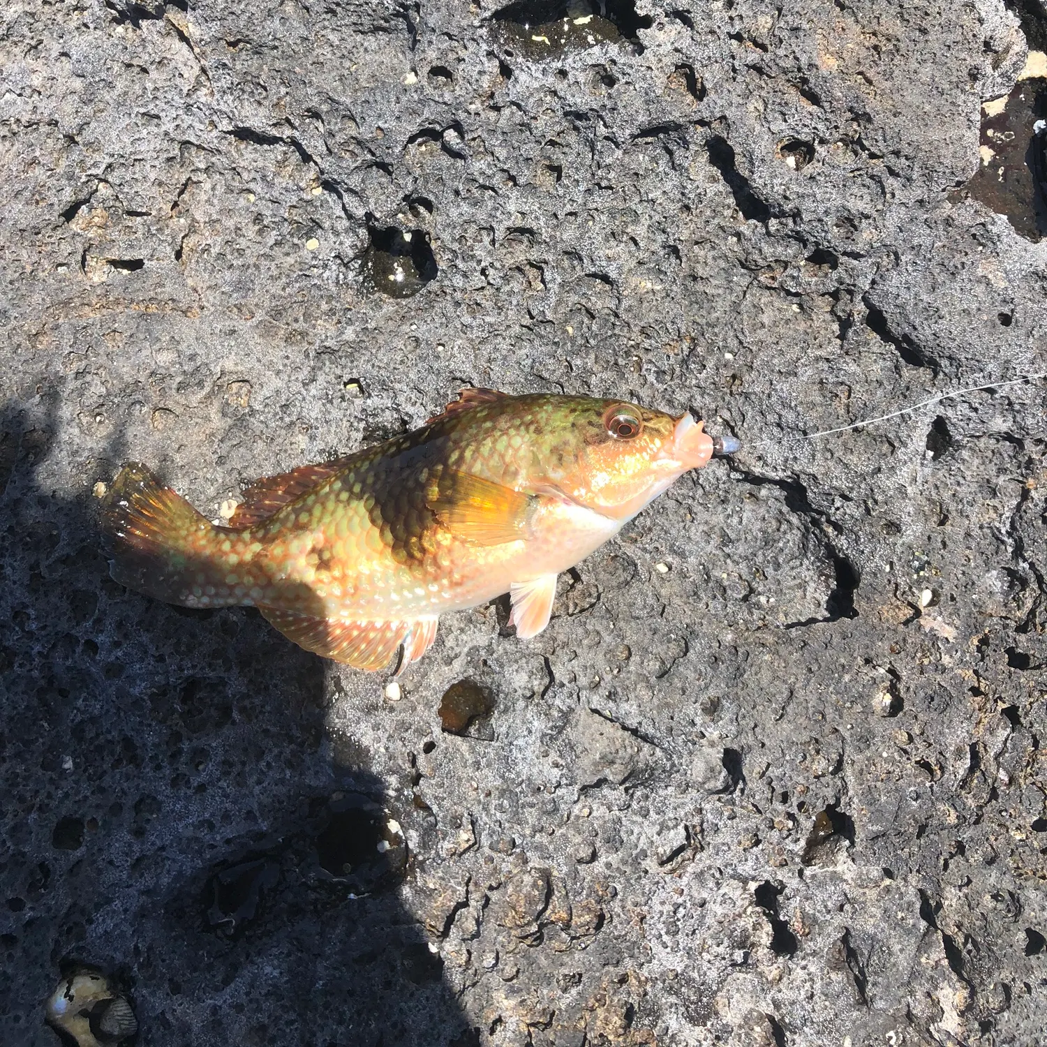 recently logged catches