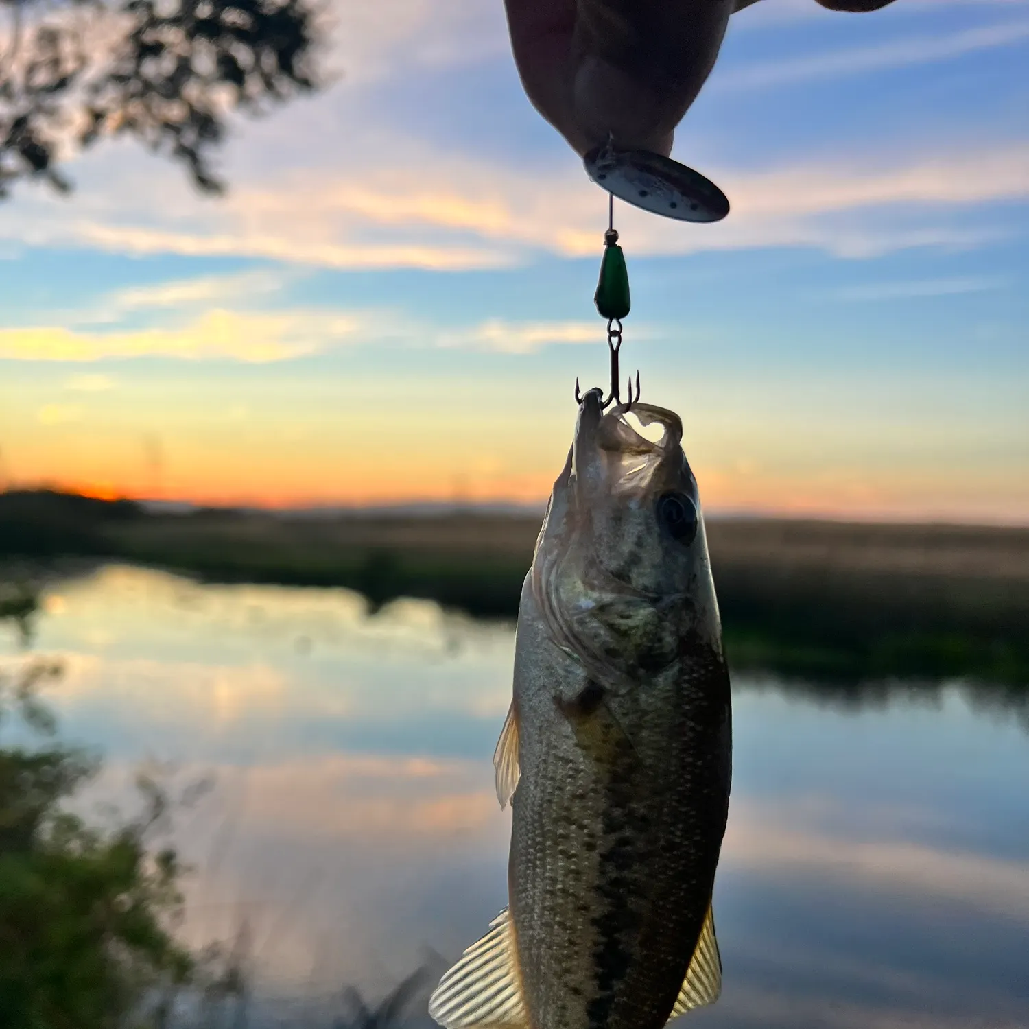 Largemouth bass caught on Fishbrain