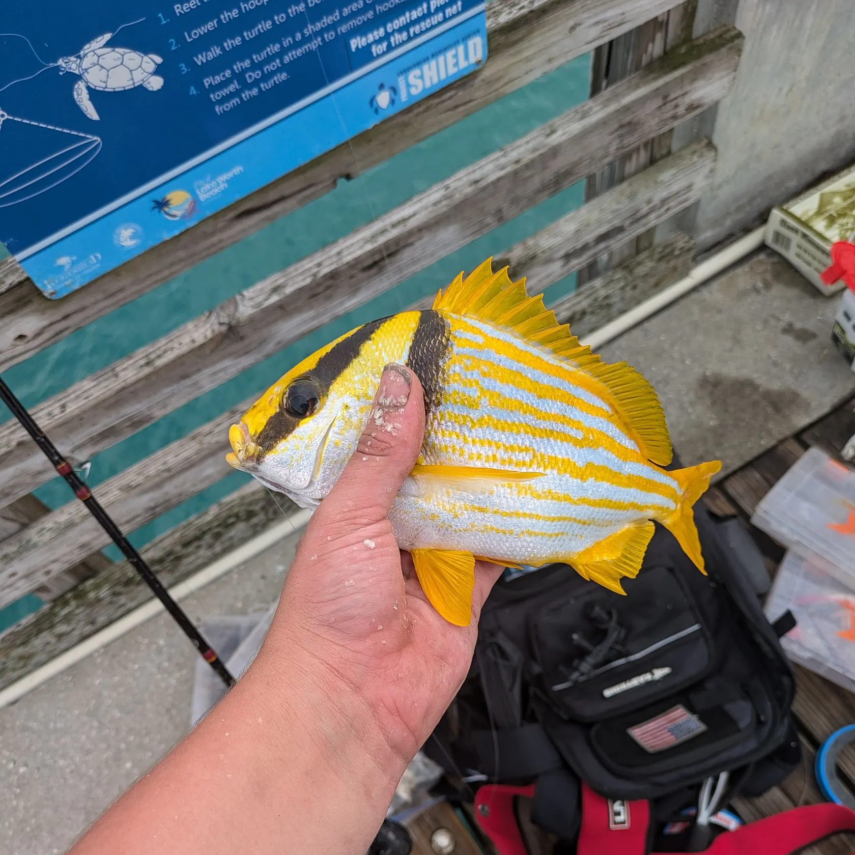 The most recent Atlantic porkfish catches on Fishbrain