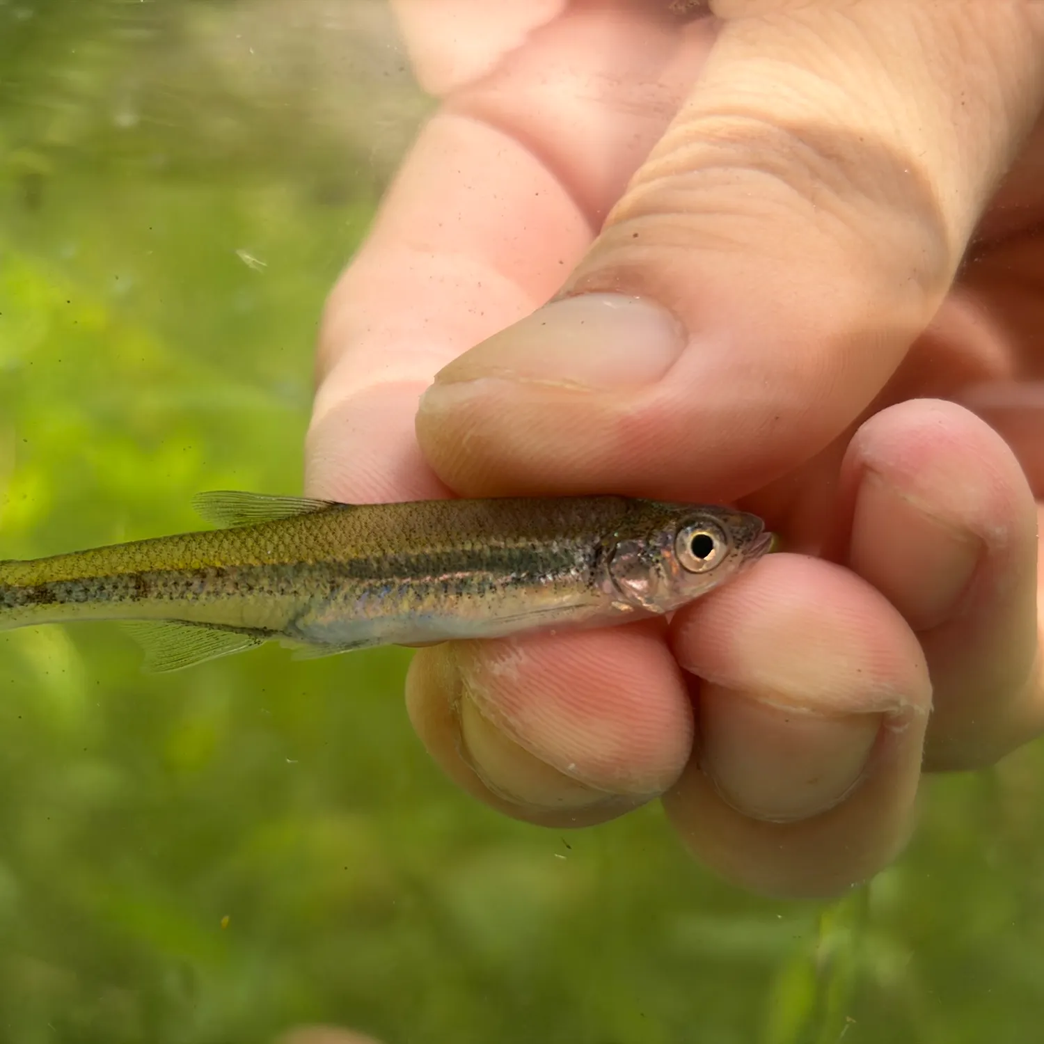 Scarlet shiner caught on Fishbrain