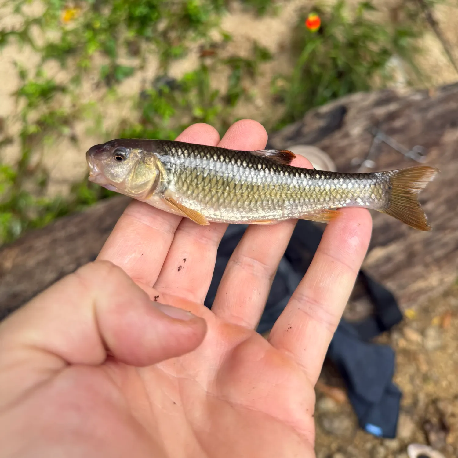 Creek chub caught on Fishbrain