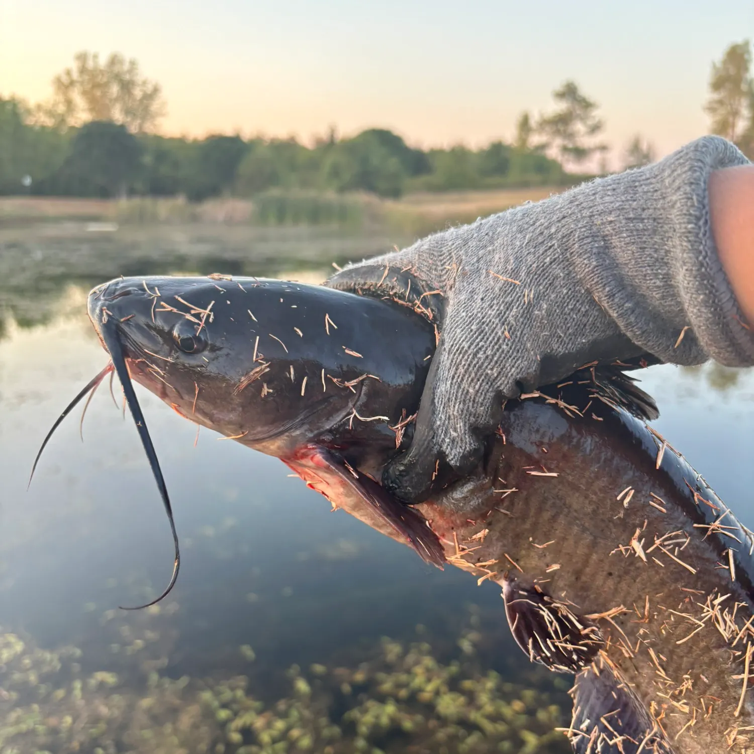 Channel catfish caught on Fishbrain