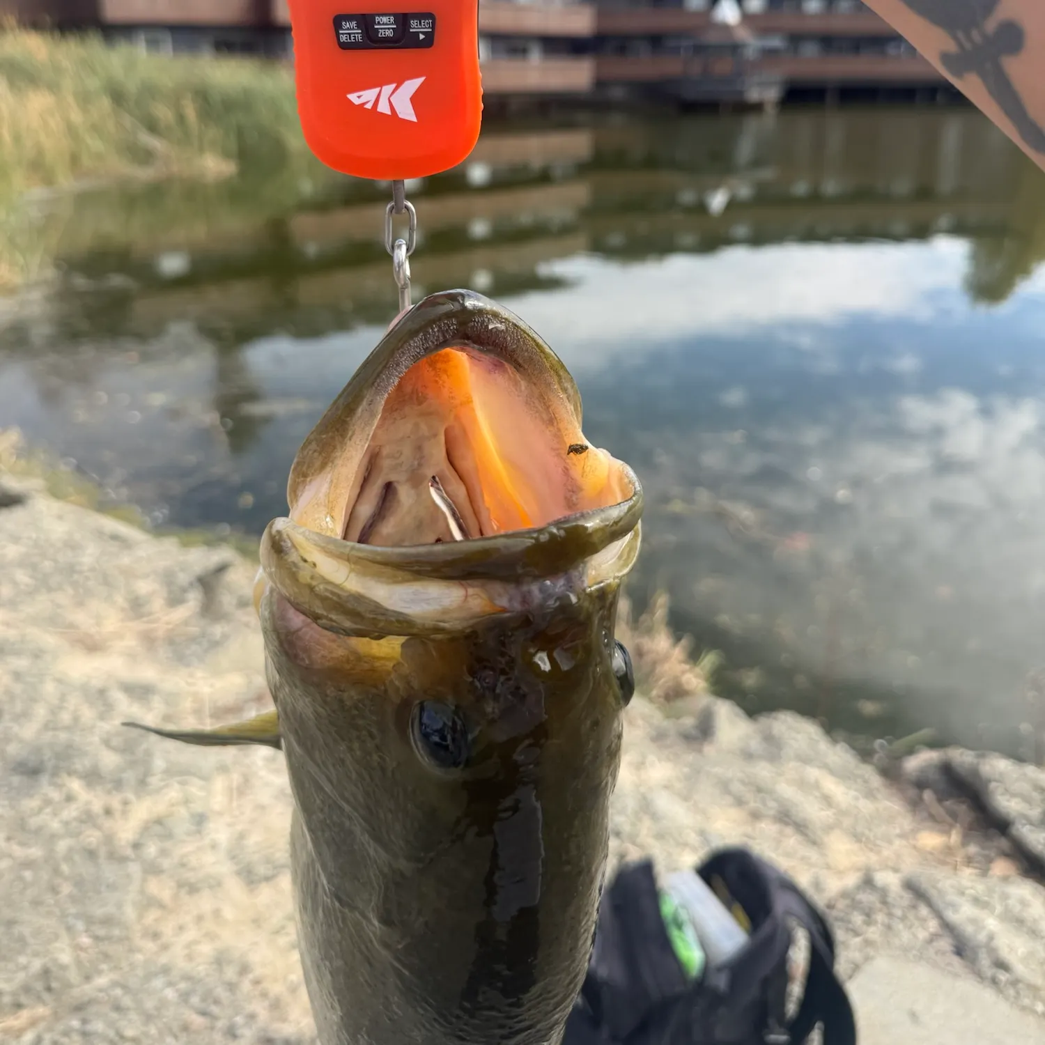 Fish caught on Fishbrain