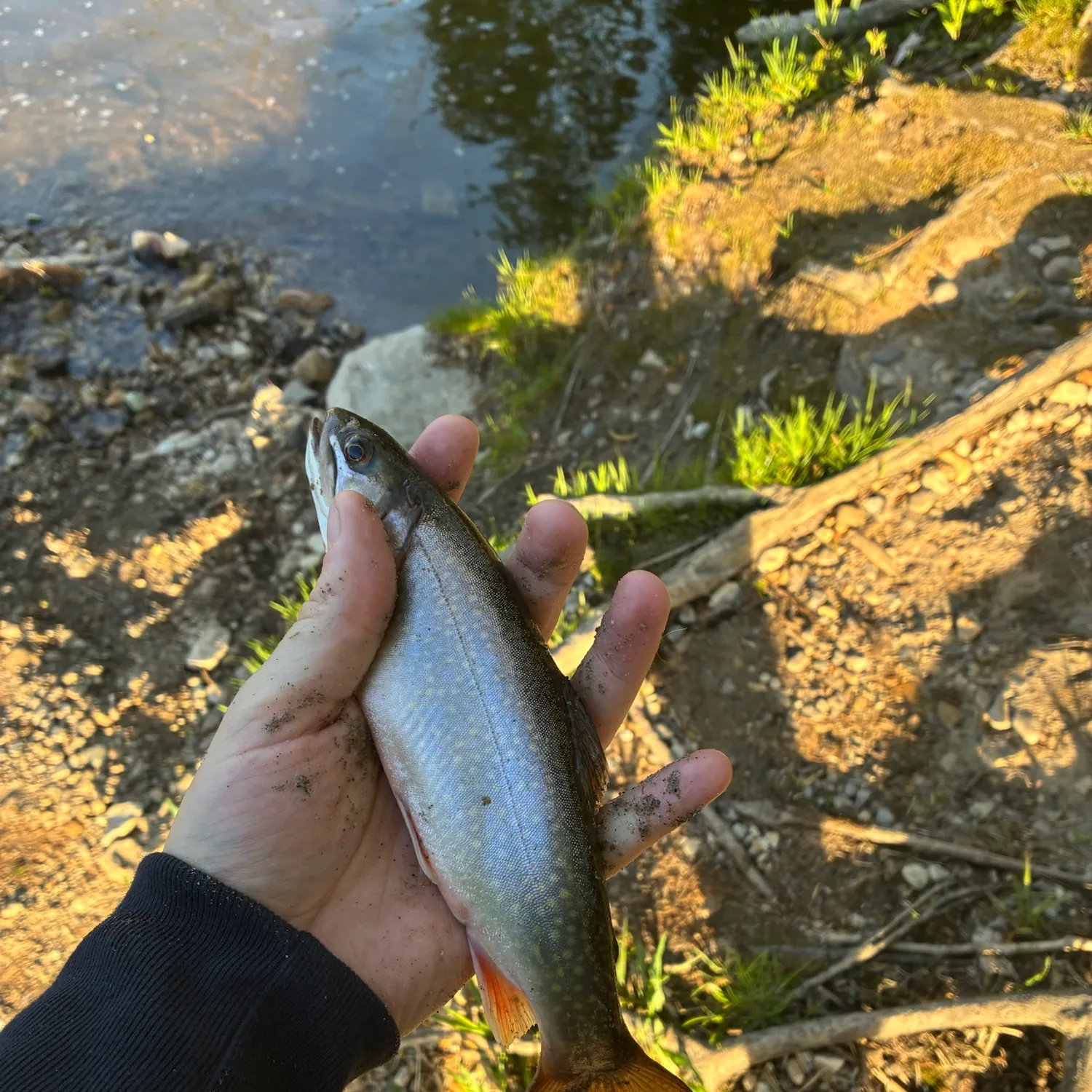 The most recent Brook trout catches on Fishbrain