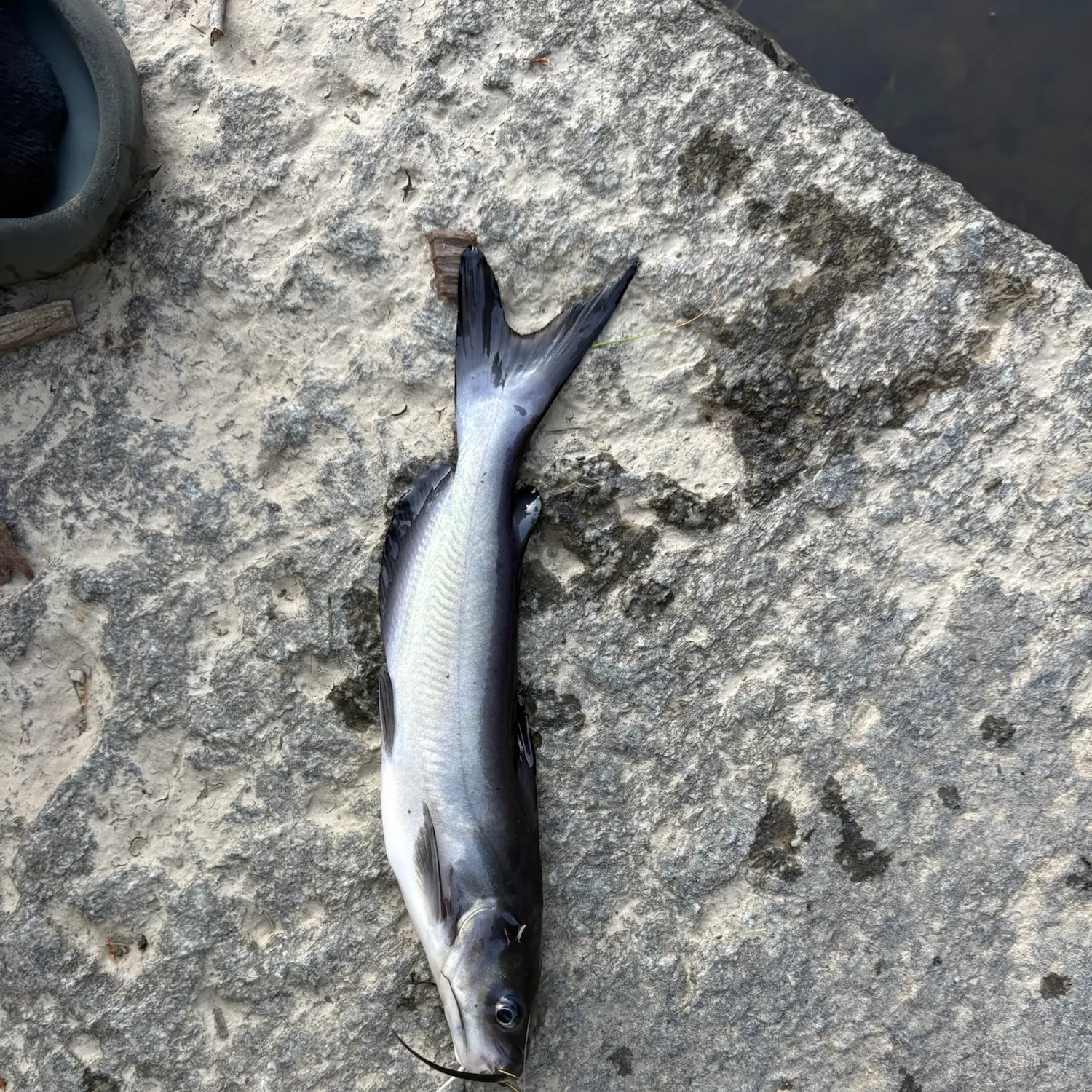 Channel catfish caught on Fishbrain