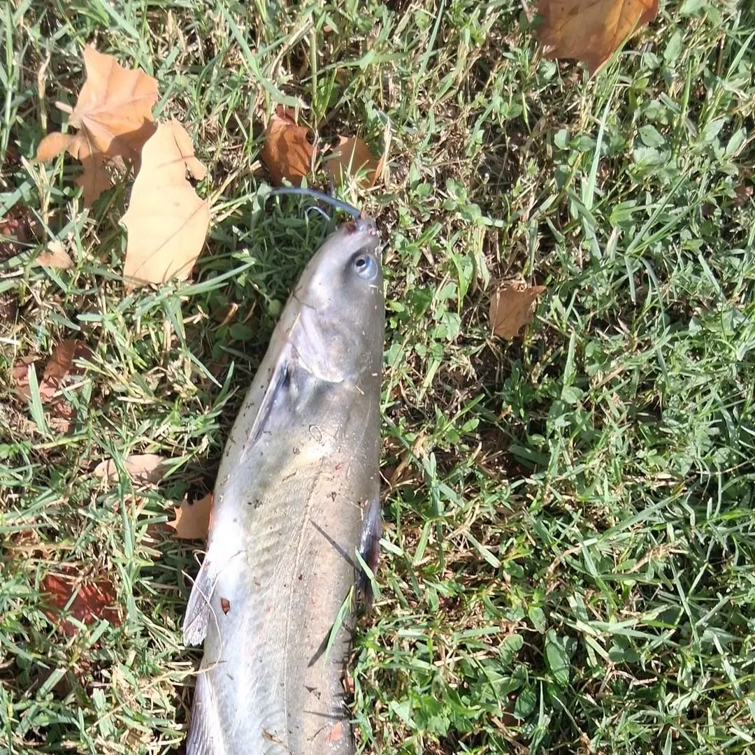 Channel catfish caught on Fishbrain