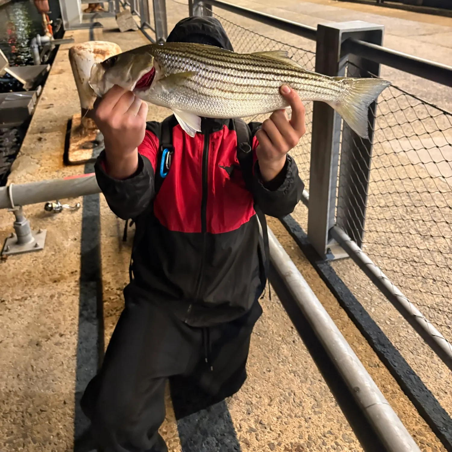 Striped bass caught on Fishbrain