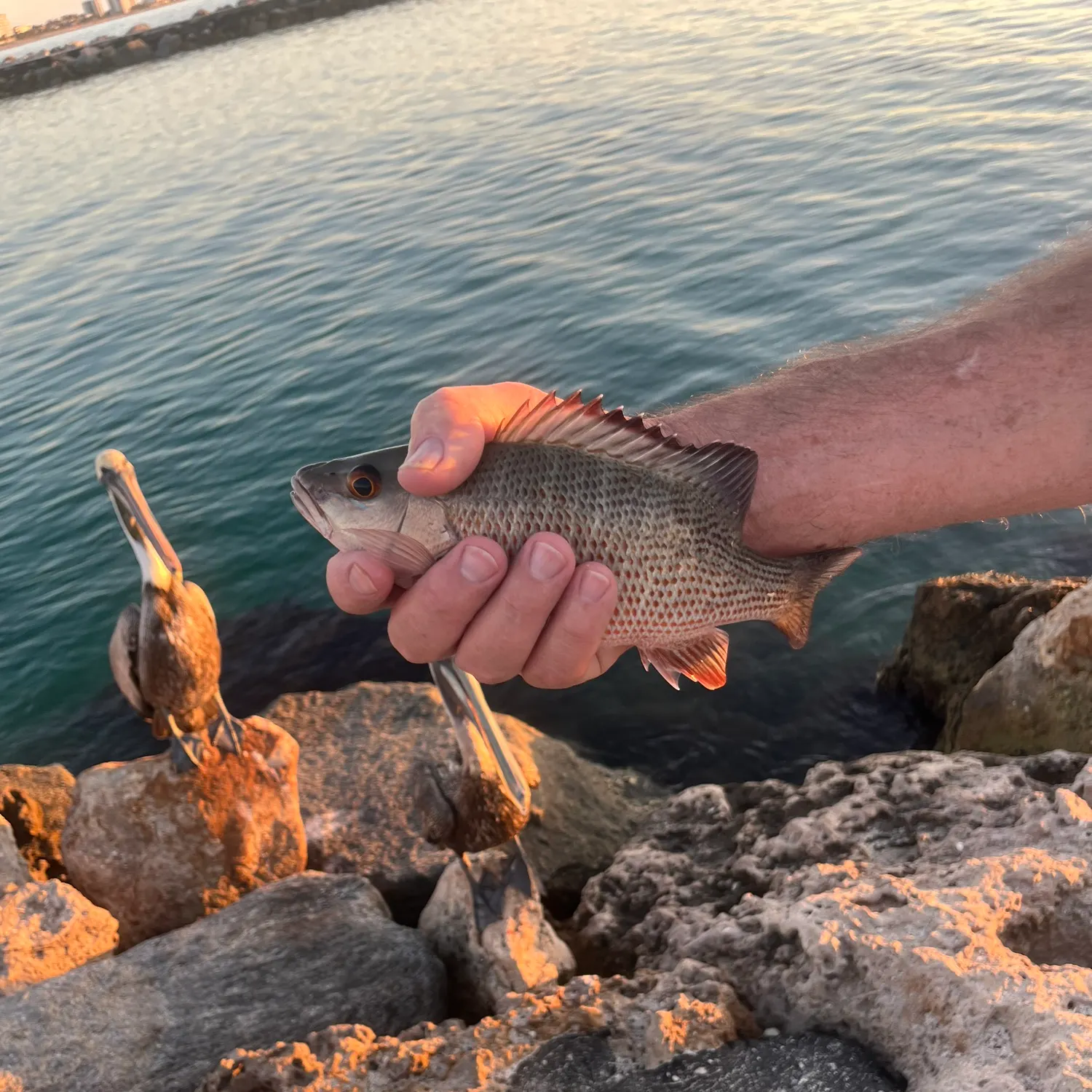 The most recent Mangrove snapper catches on Fishbrain