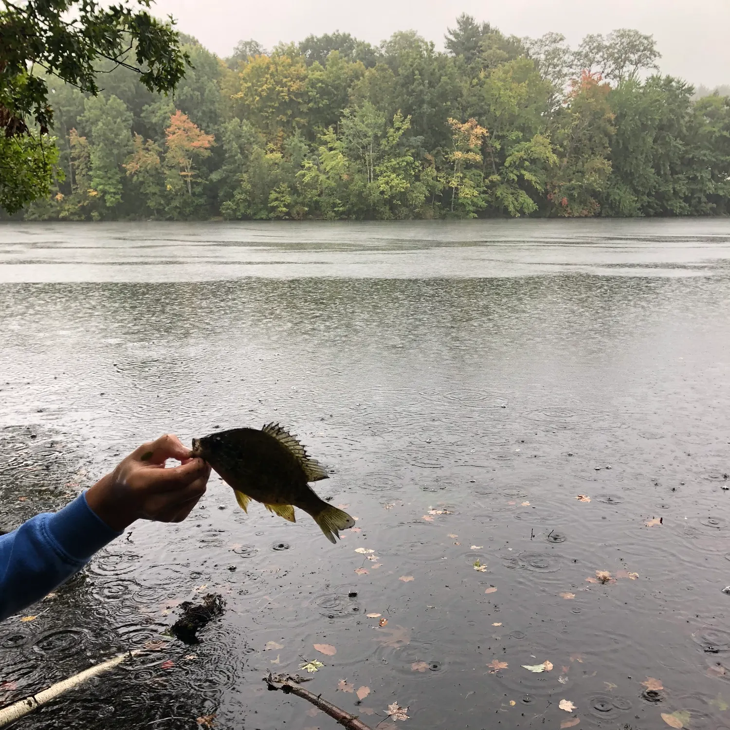 Pumpkinseed caught on Fishbrain