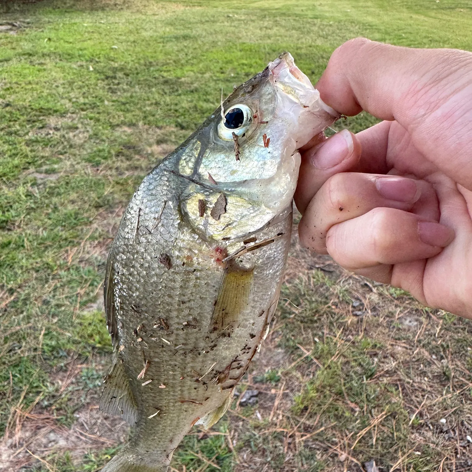 White perch caught on Fishbrain