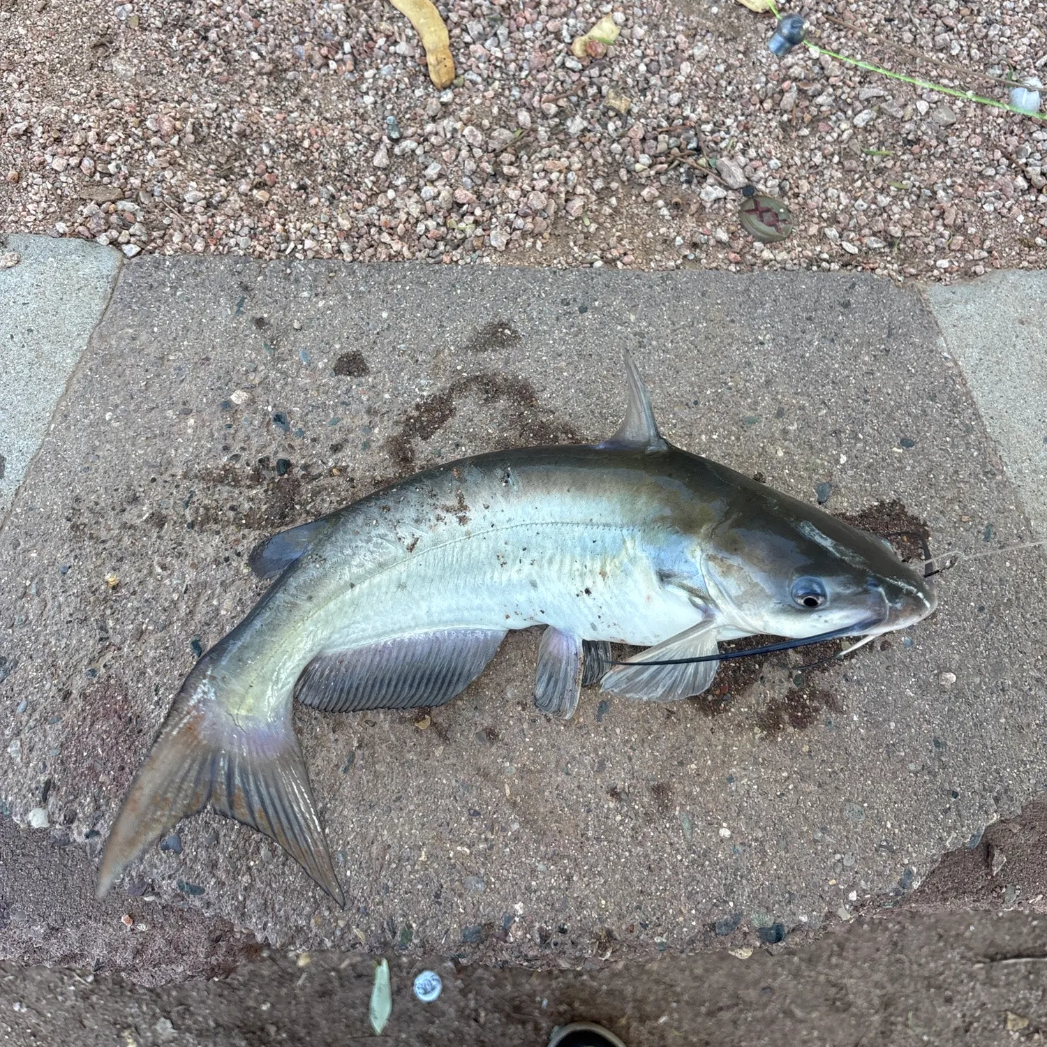 Channel catfish caught on Fishbrain