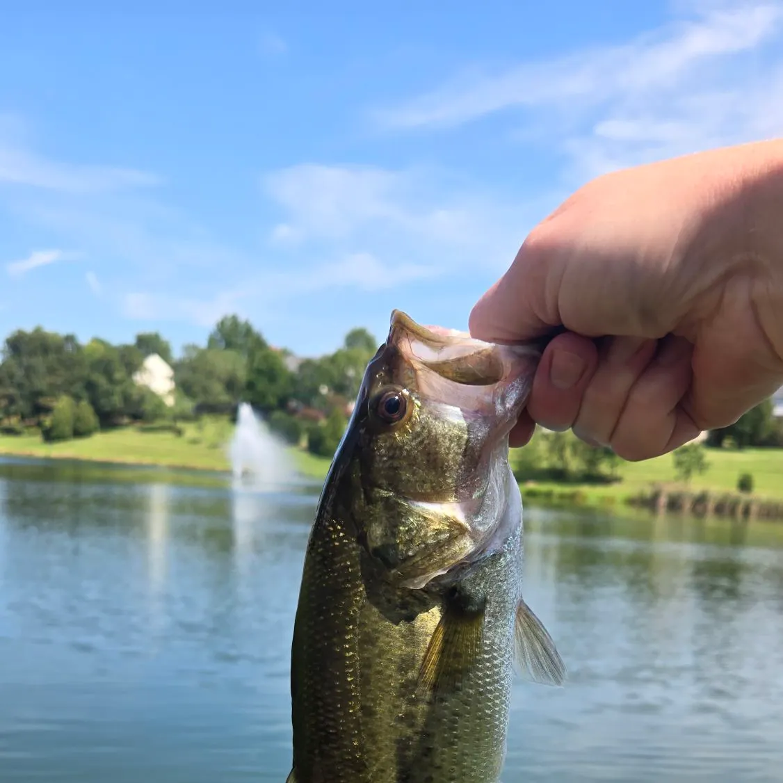Largemouth bass caught on Fishbrain