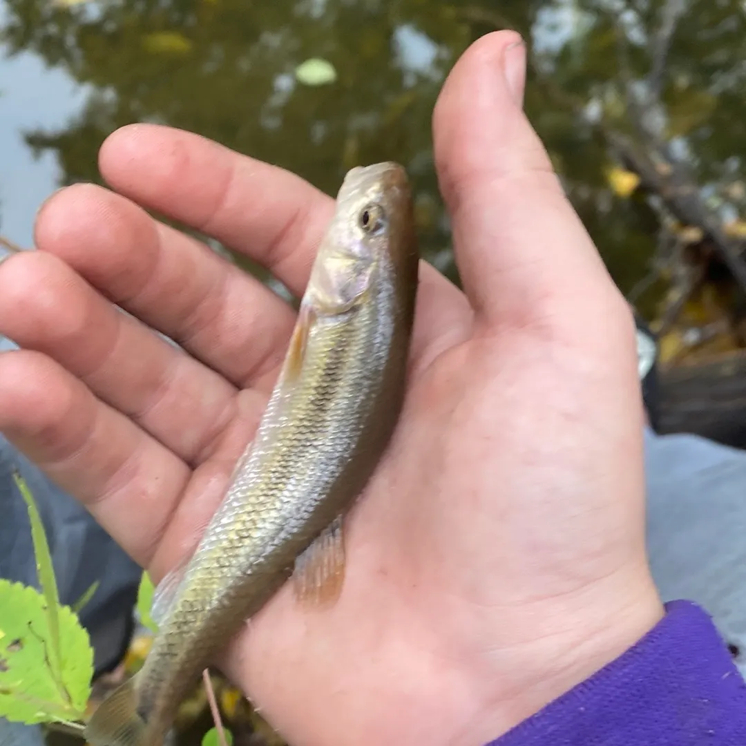Creek chub caught on Fishbrain