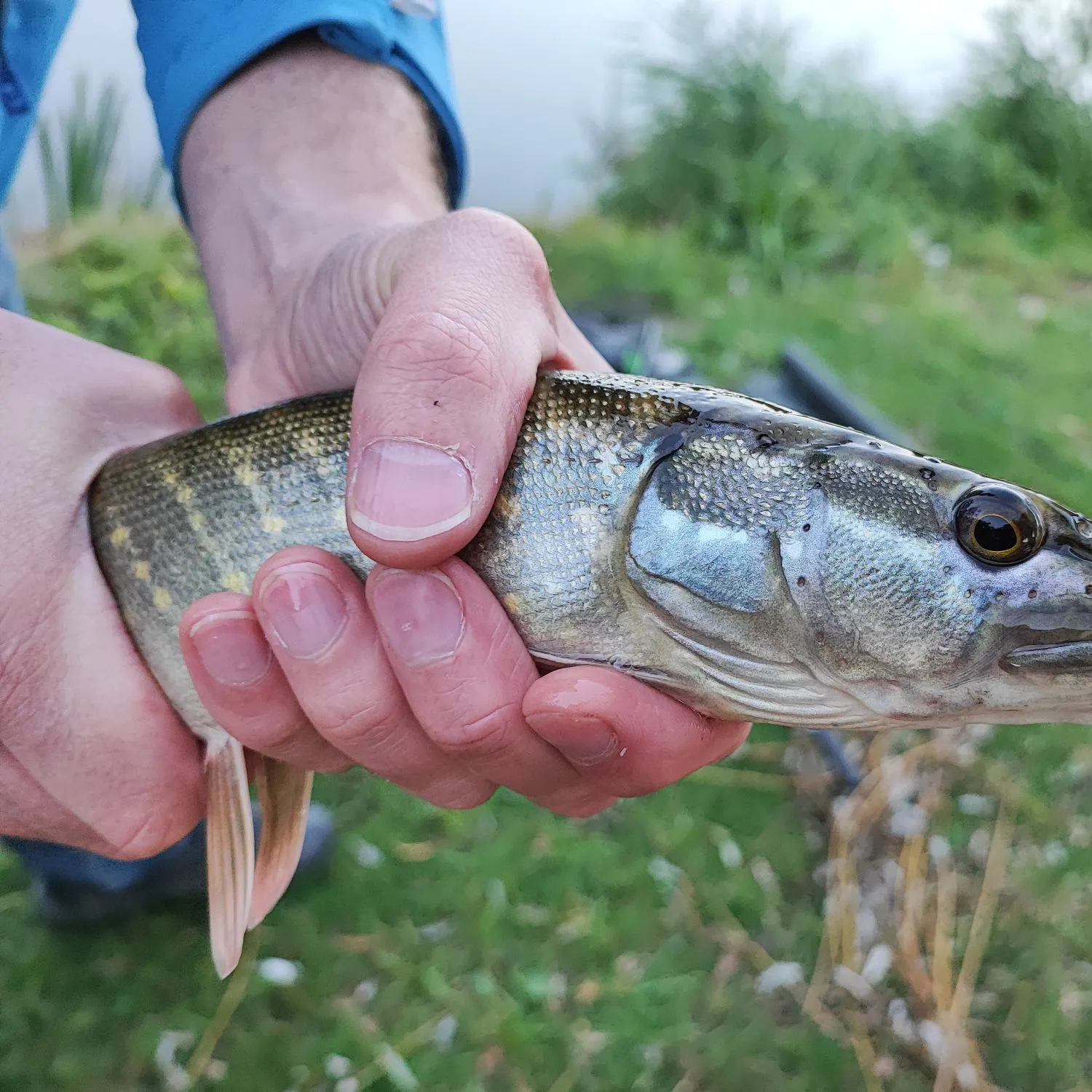 Northern pike caught on Fishbrain