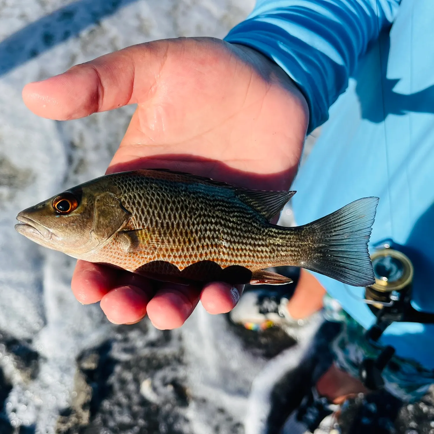The most recent Mangrove snapper catches on Fishbrain