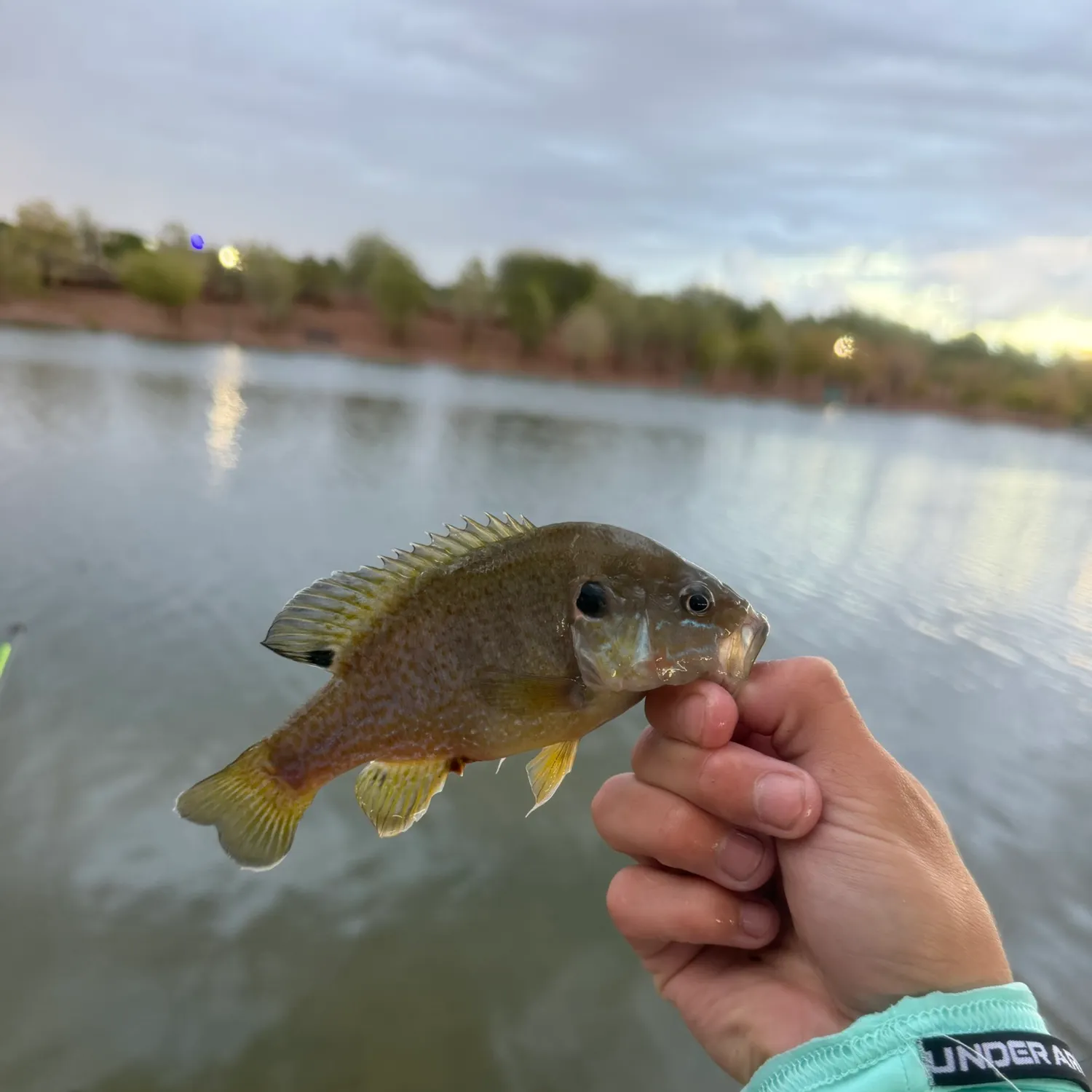 Green sunfish caught on Fishbrain