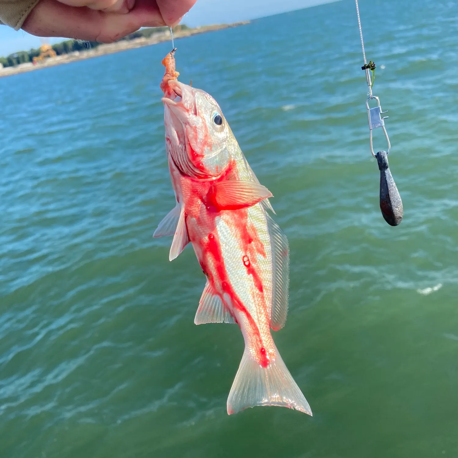 The most recent Spot croaker catches on Fishbrain