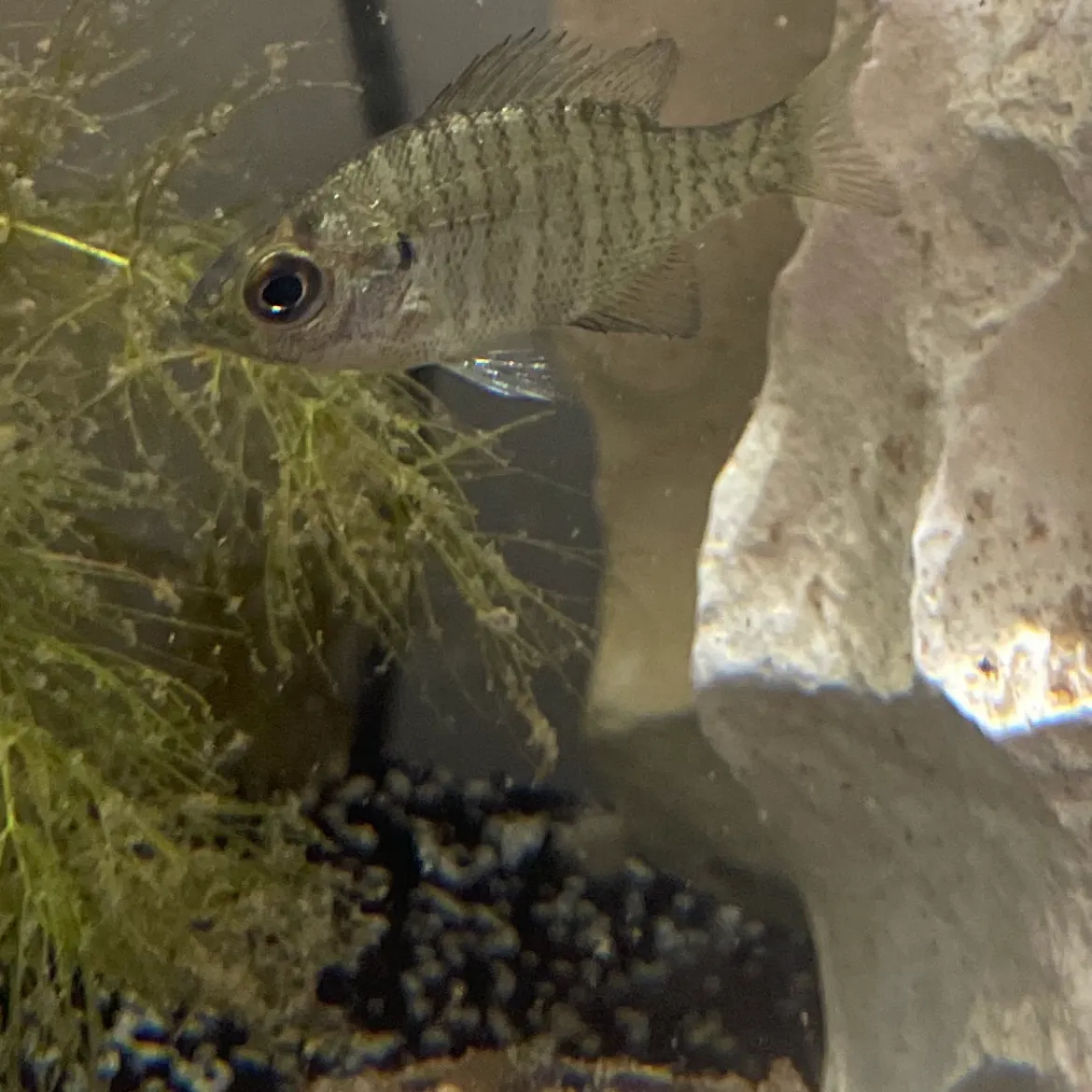 The most recent Dollar sunfish catches on Fishbrain