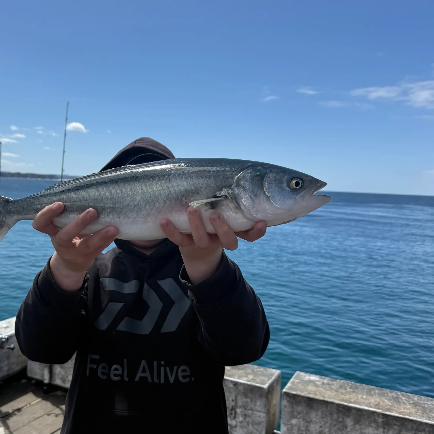 Eastern Australian salmon caught on Fishbrain