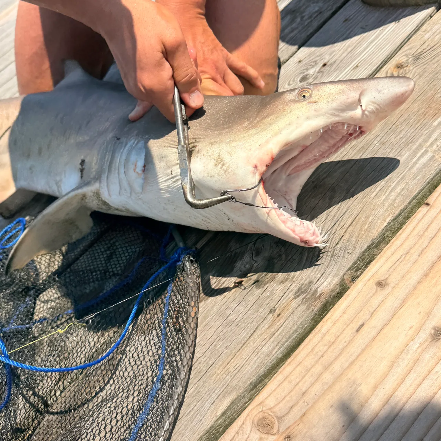 The most recent Sand tiger shark catches on Fishbrain